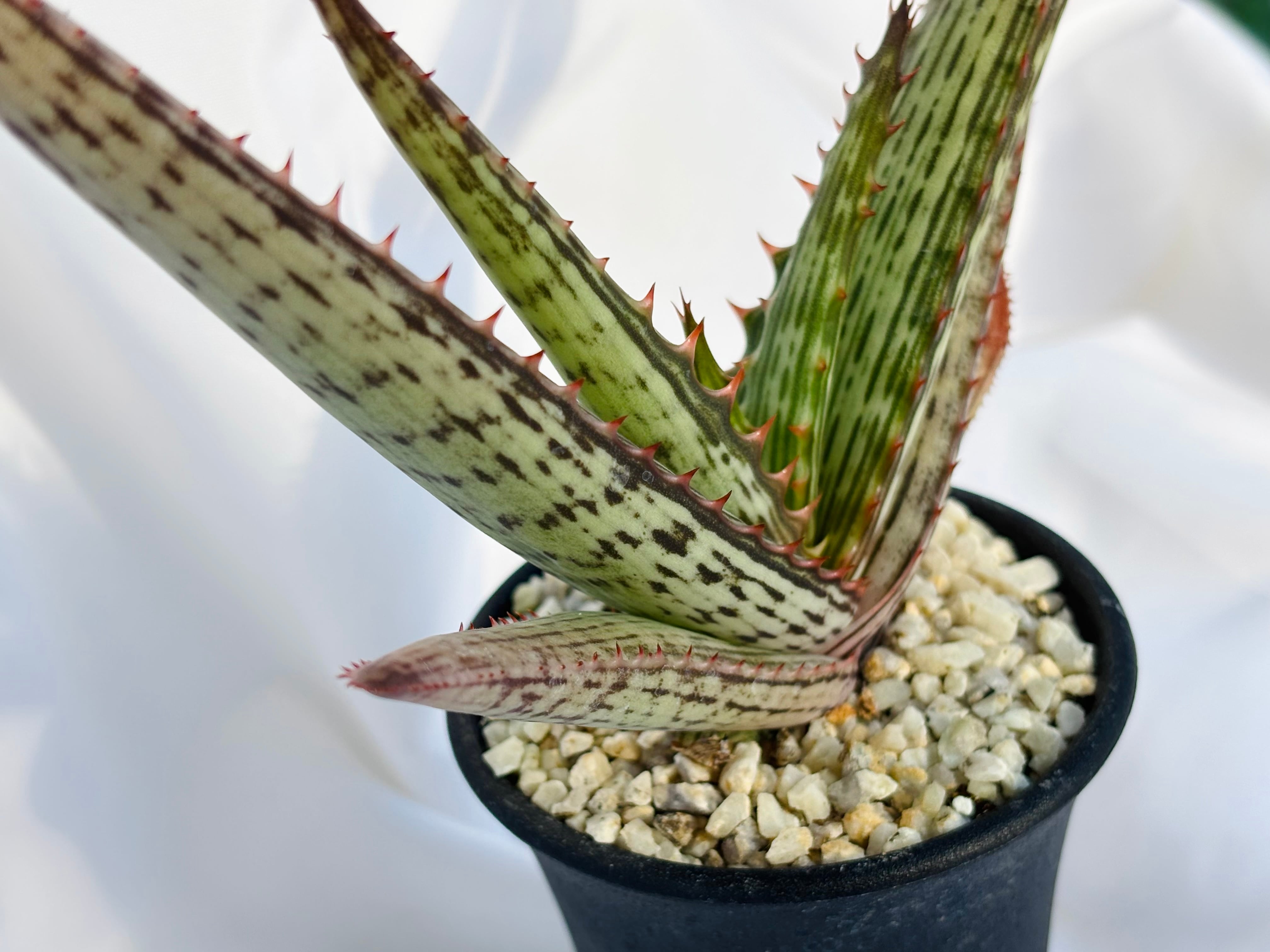 Aloe branddraaiensis アロエ ブランドレイエンシス | plants MARU