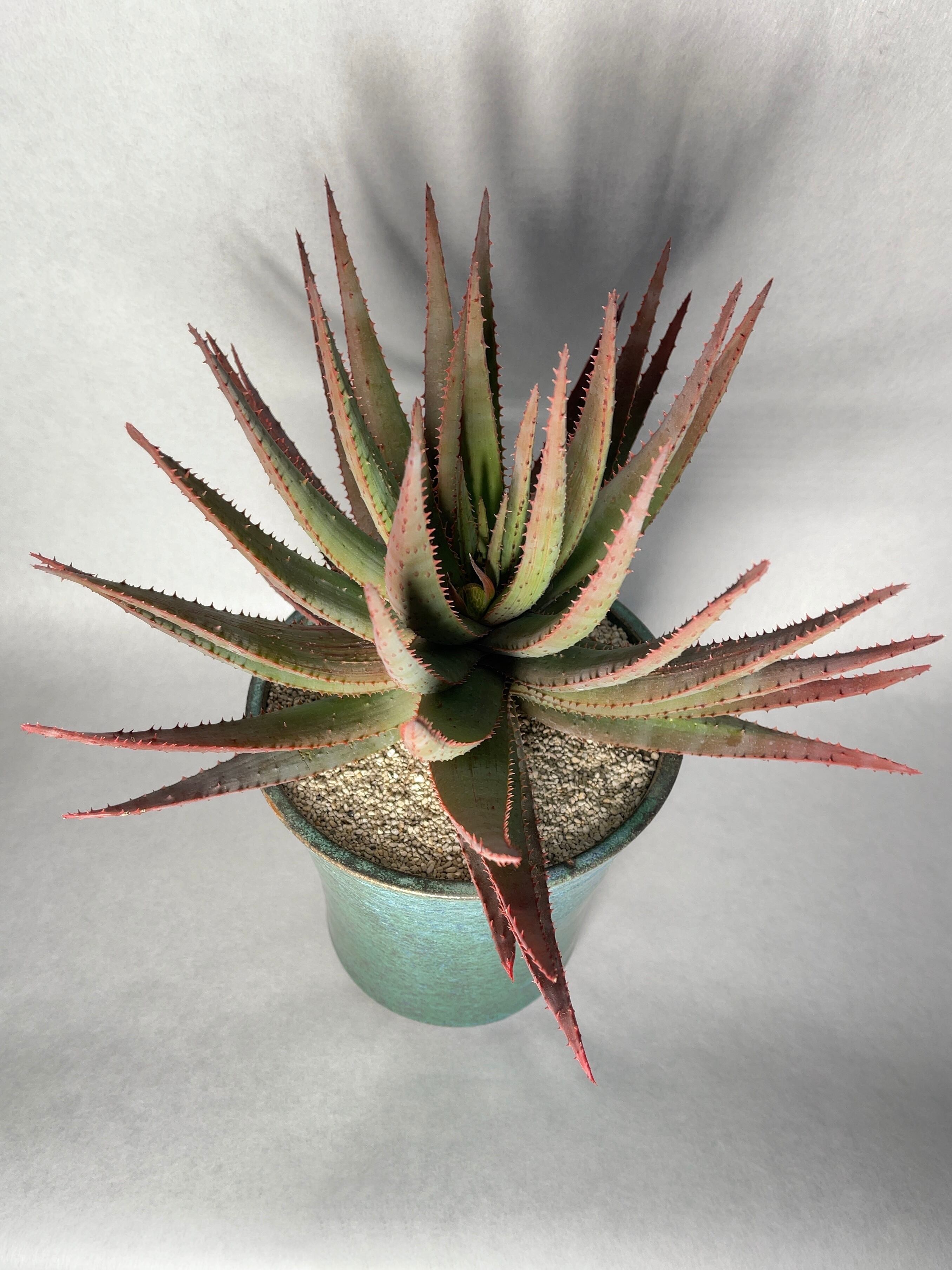 アロエ・コニフェラhyb. | trigger