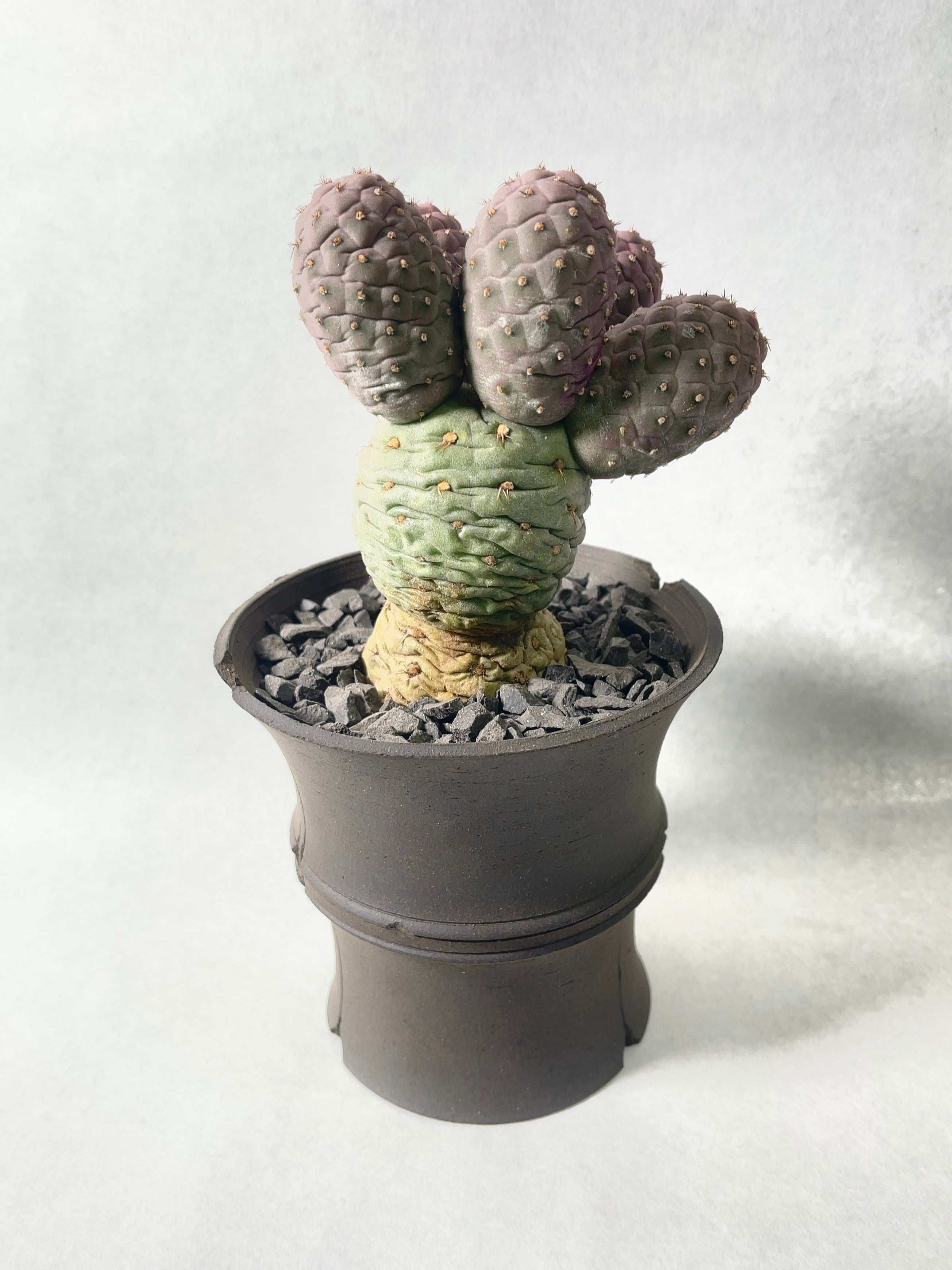 テフロカクタス・ゲオメトリクス | trigger