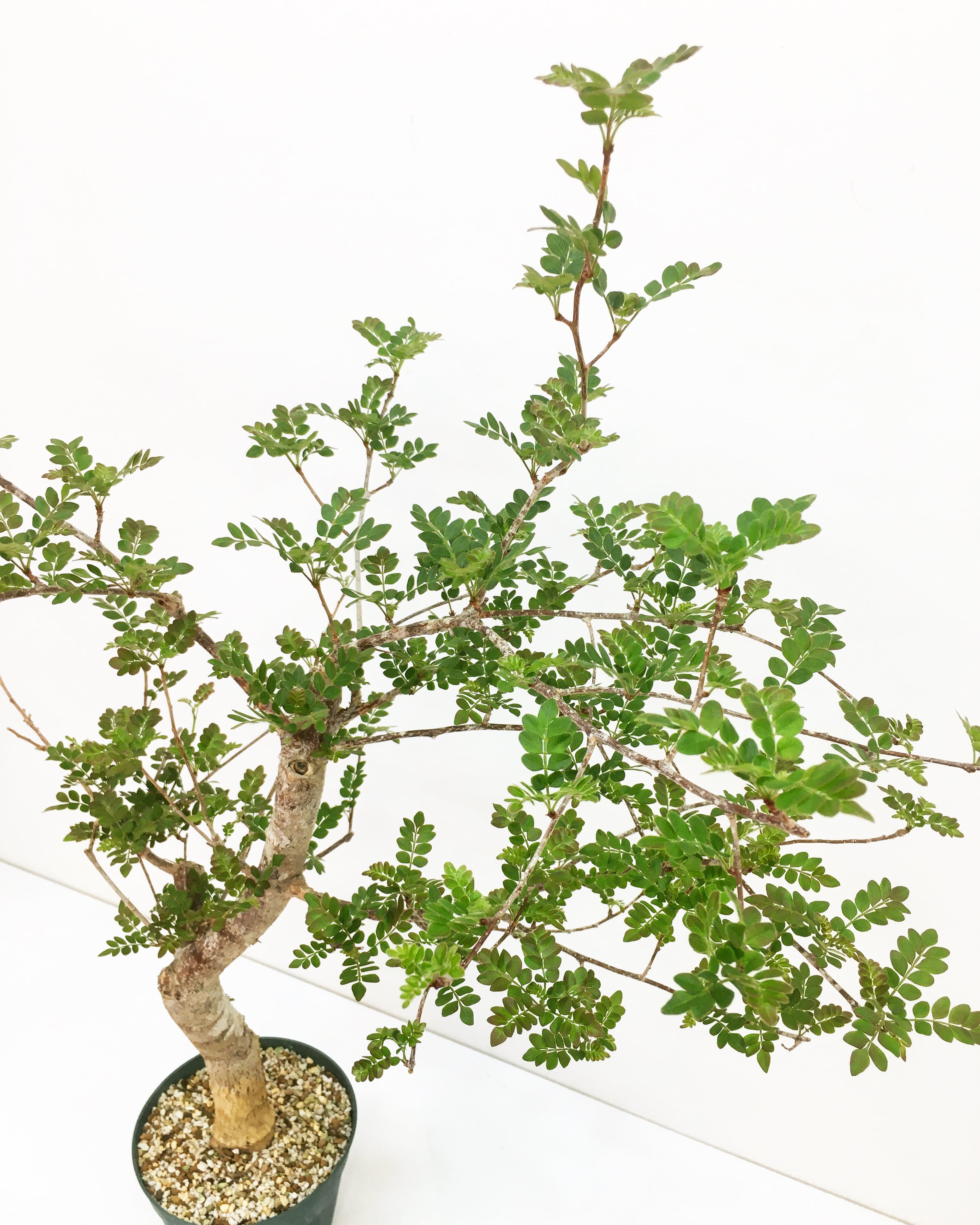 オペルクリカリア ボレアリス 【実生株】 【公式通販】