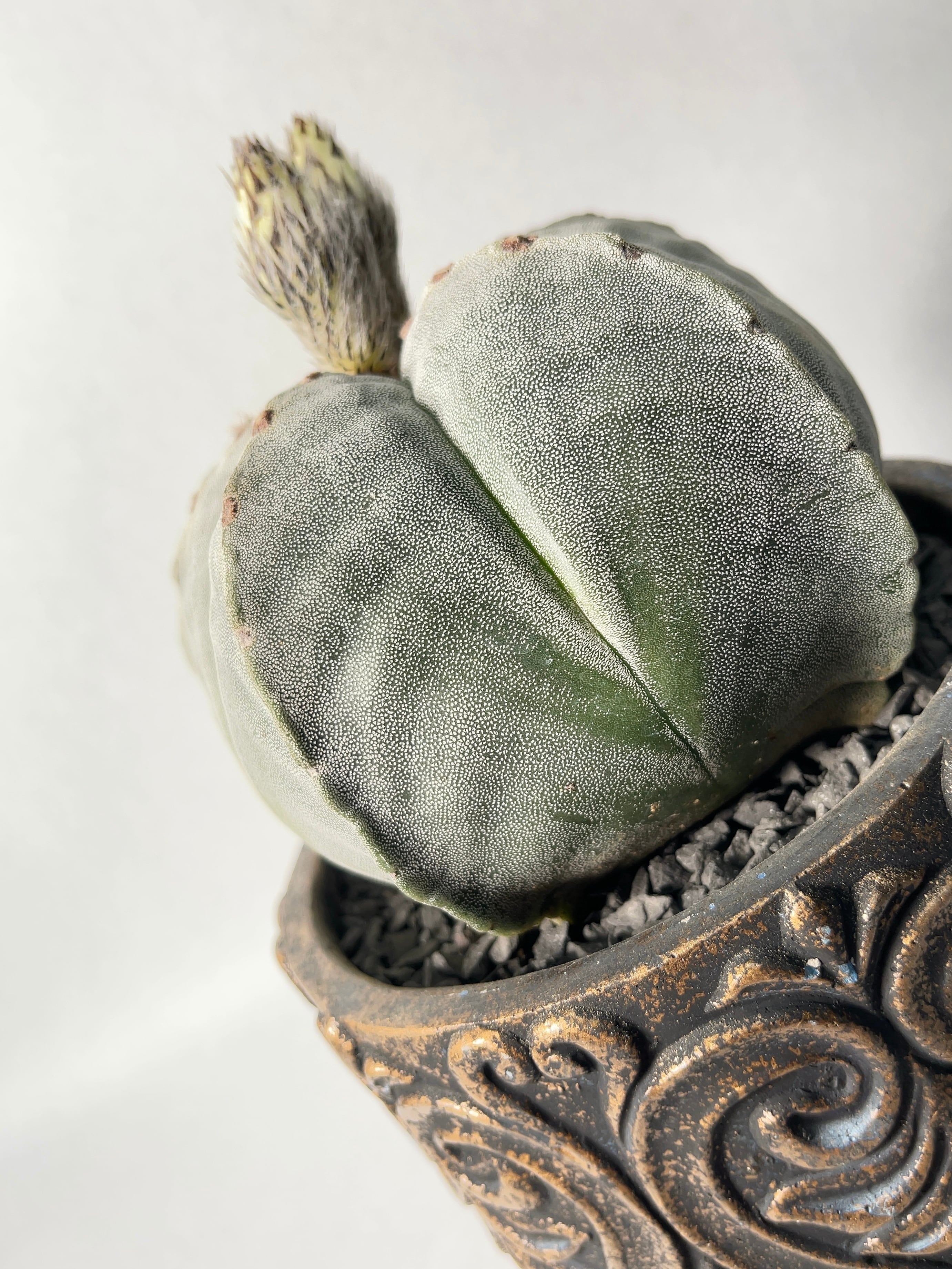 アストロフィツム・ストロンギロゴナム | trigger