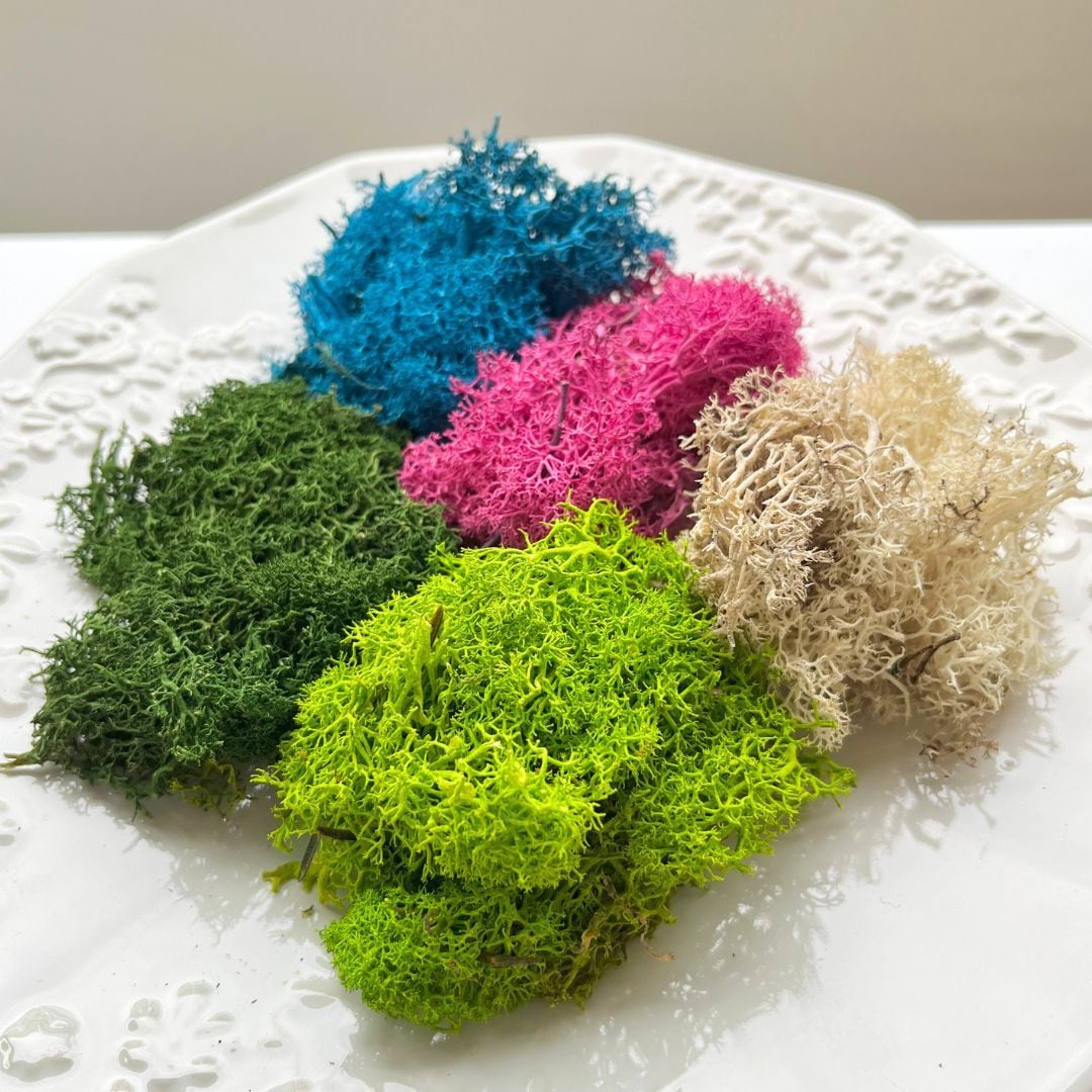 ノルディックモス SP | ＋FLOWER・プラスフラワー・プリザーブド