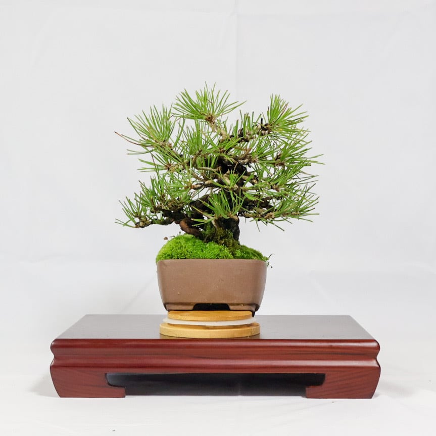 黒松盆栽（KM-001） | 和の暮らし盆栽店 | 公式オンラインショップ