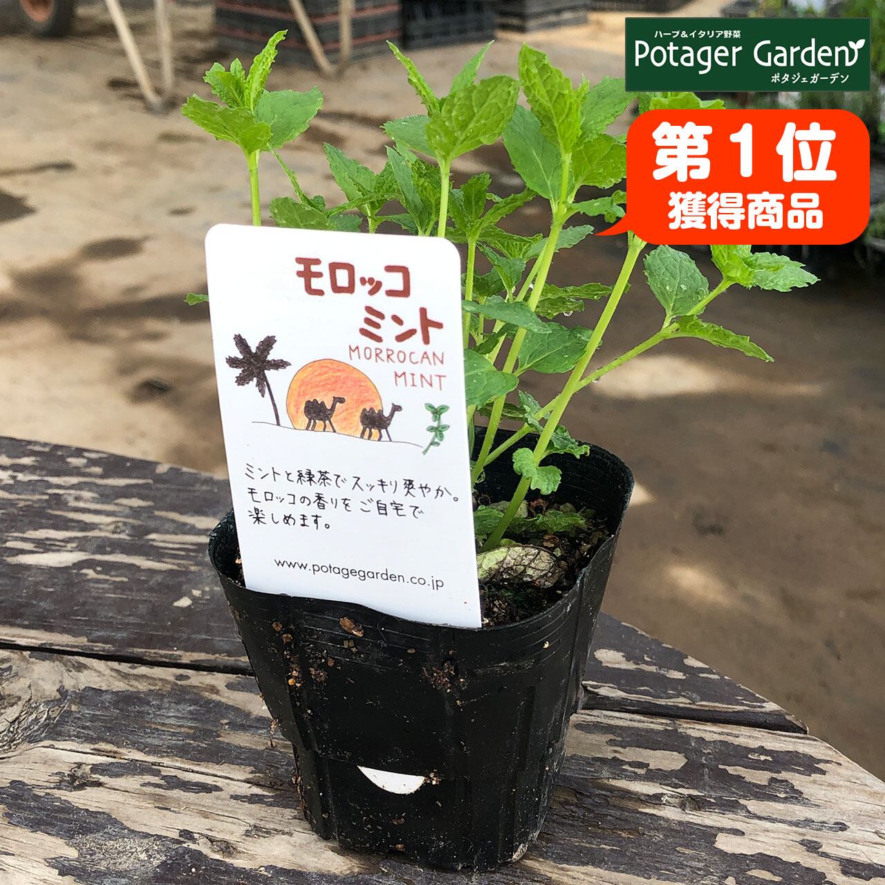 ハーブ 苗 モロッコミント | ハーブ苗のポタジェガーデン 本店