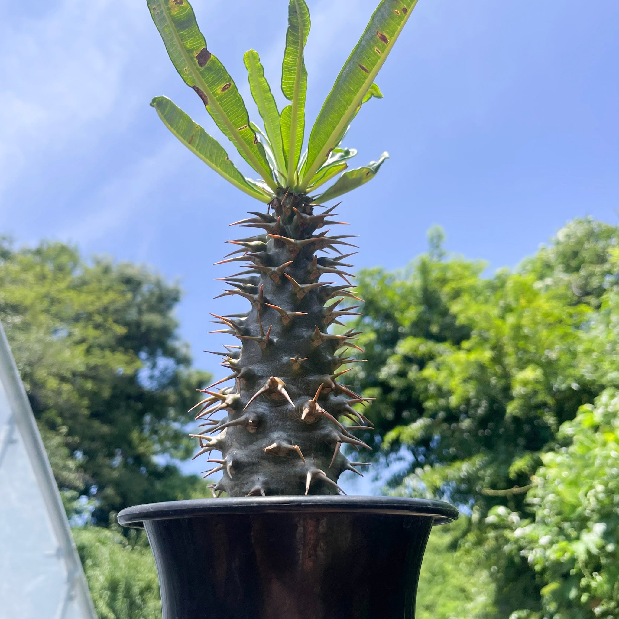 Pachypodium ambongense【パキポディウム・アンボンゲンセ・実生