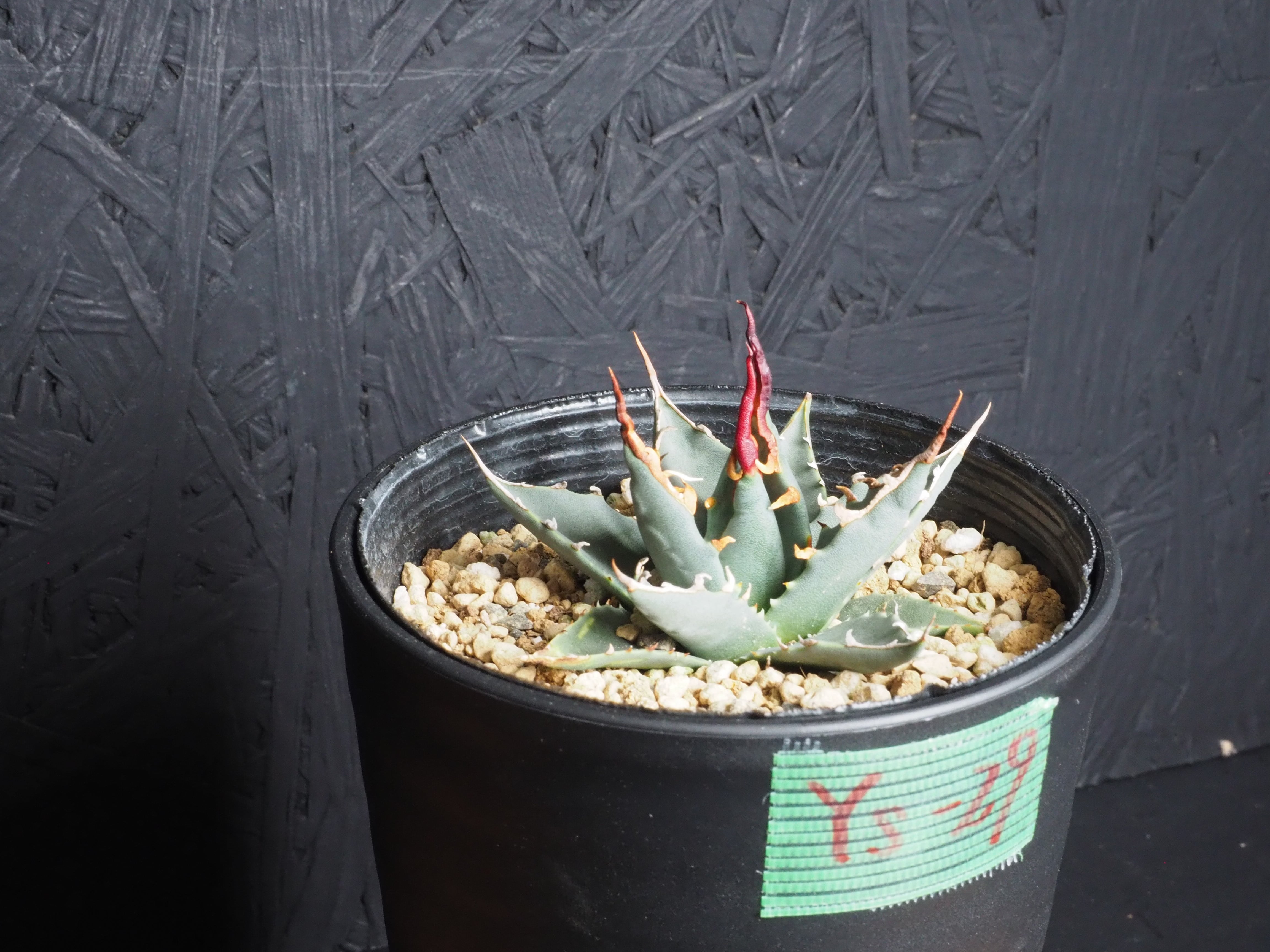 選んで購入」エボリスピナ『陽炎』～極上国内実生株選抜／Ys-29