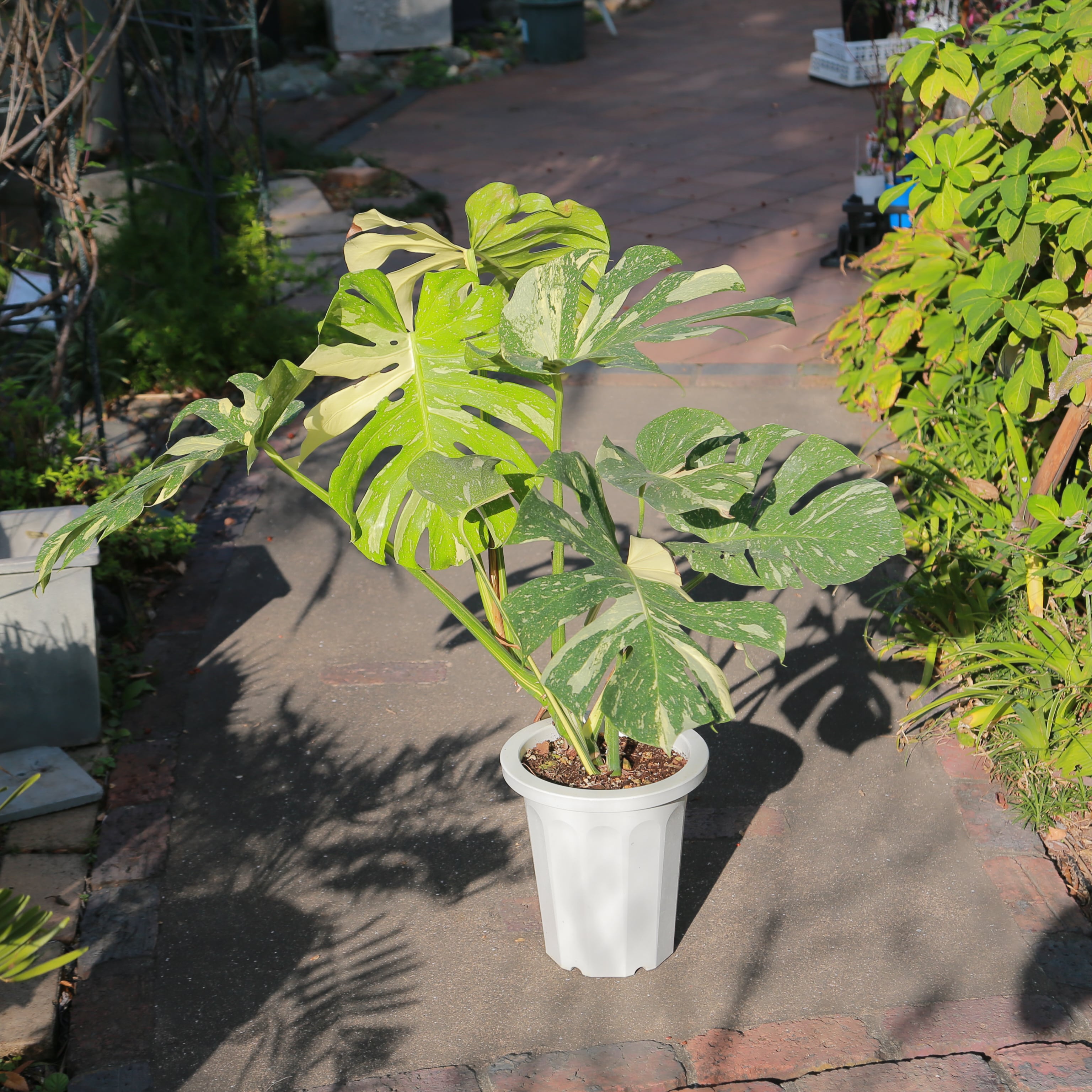 斑入り モンステラ イエローブリュレ デリシオーザ デリキオサ