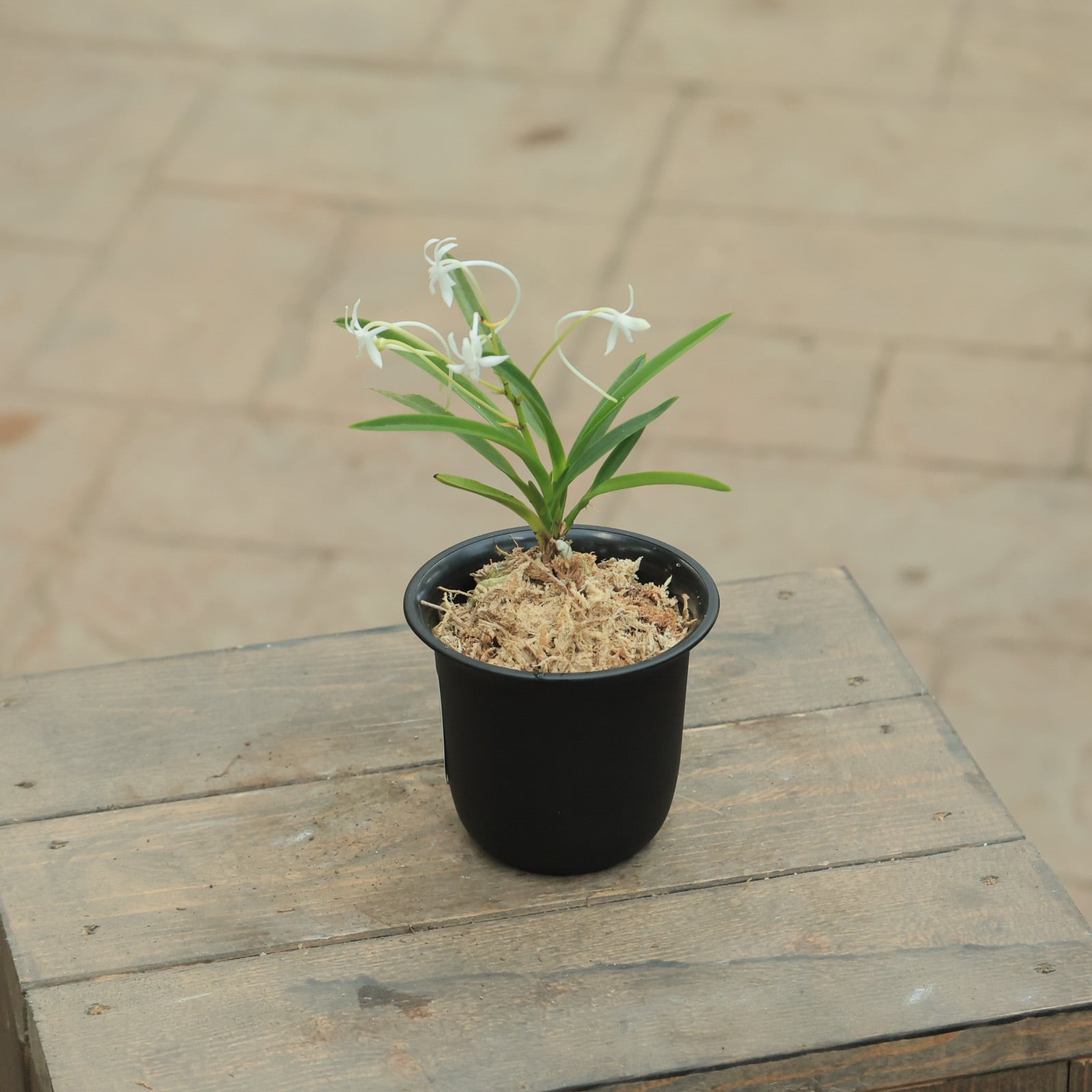 フウラン○甘い香り 風蘭 富貴蘭（ふうきらん）3号 日本原産 常緑