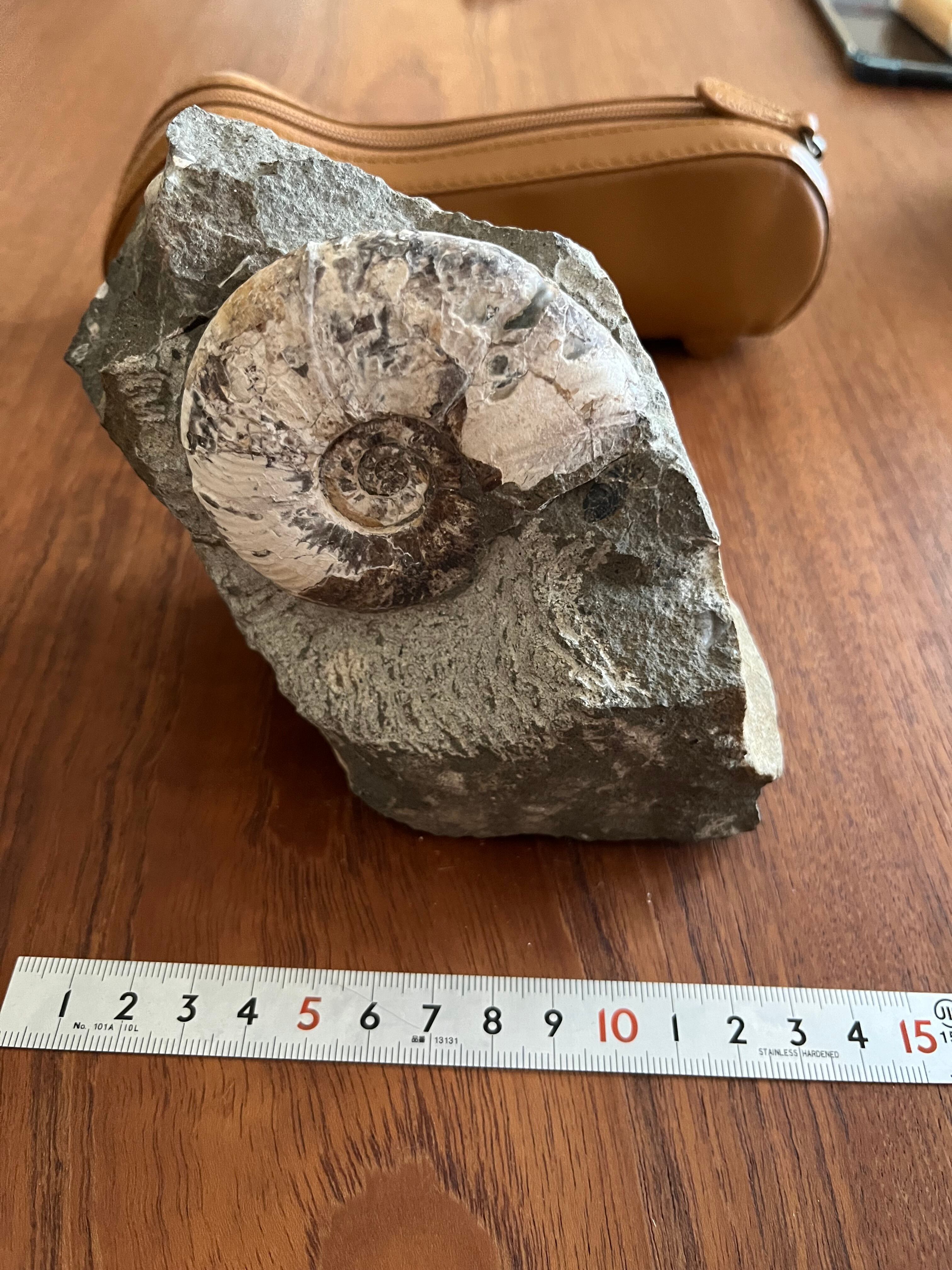 北海道の化石】ヨコヤマオセラス 北海道中川郡中川町産出 | YMS STONE SHOP