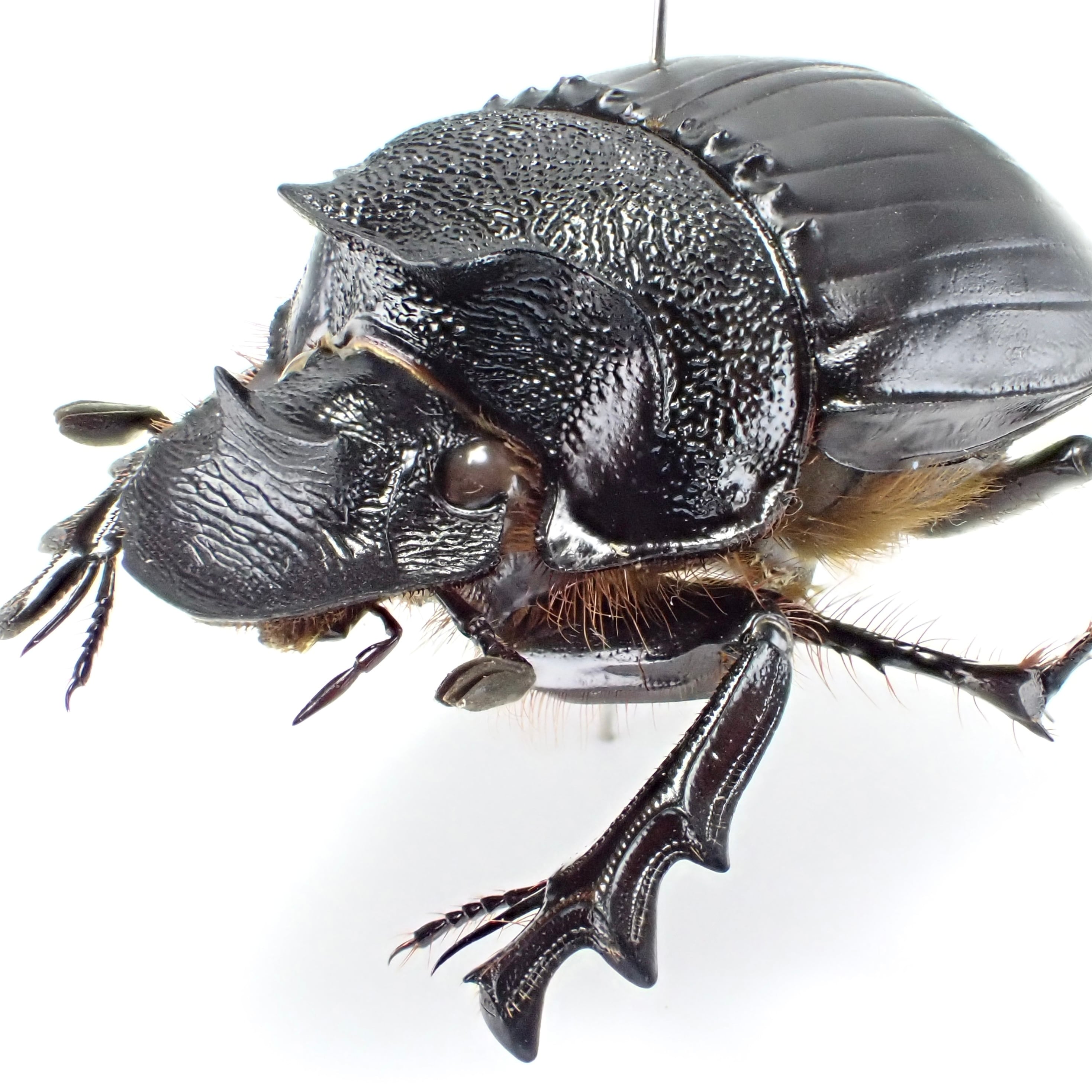 ダイコクコガネの仲間 | 昆虫標本 Diggers & Rollers