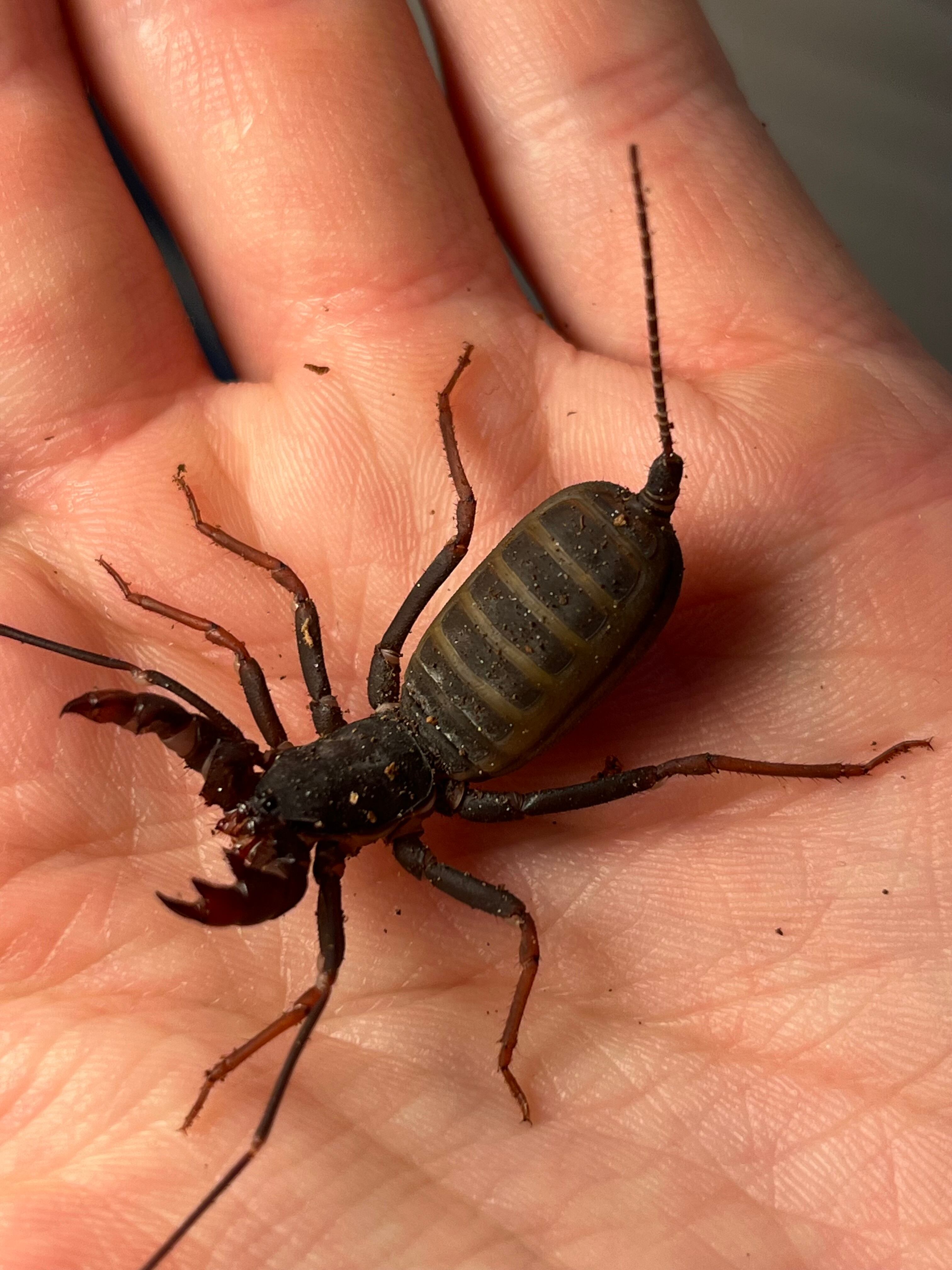 特大ペルビアンジャイアントセンチピード35cm 2枚目に完成品 希望金額