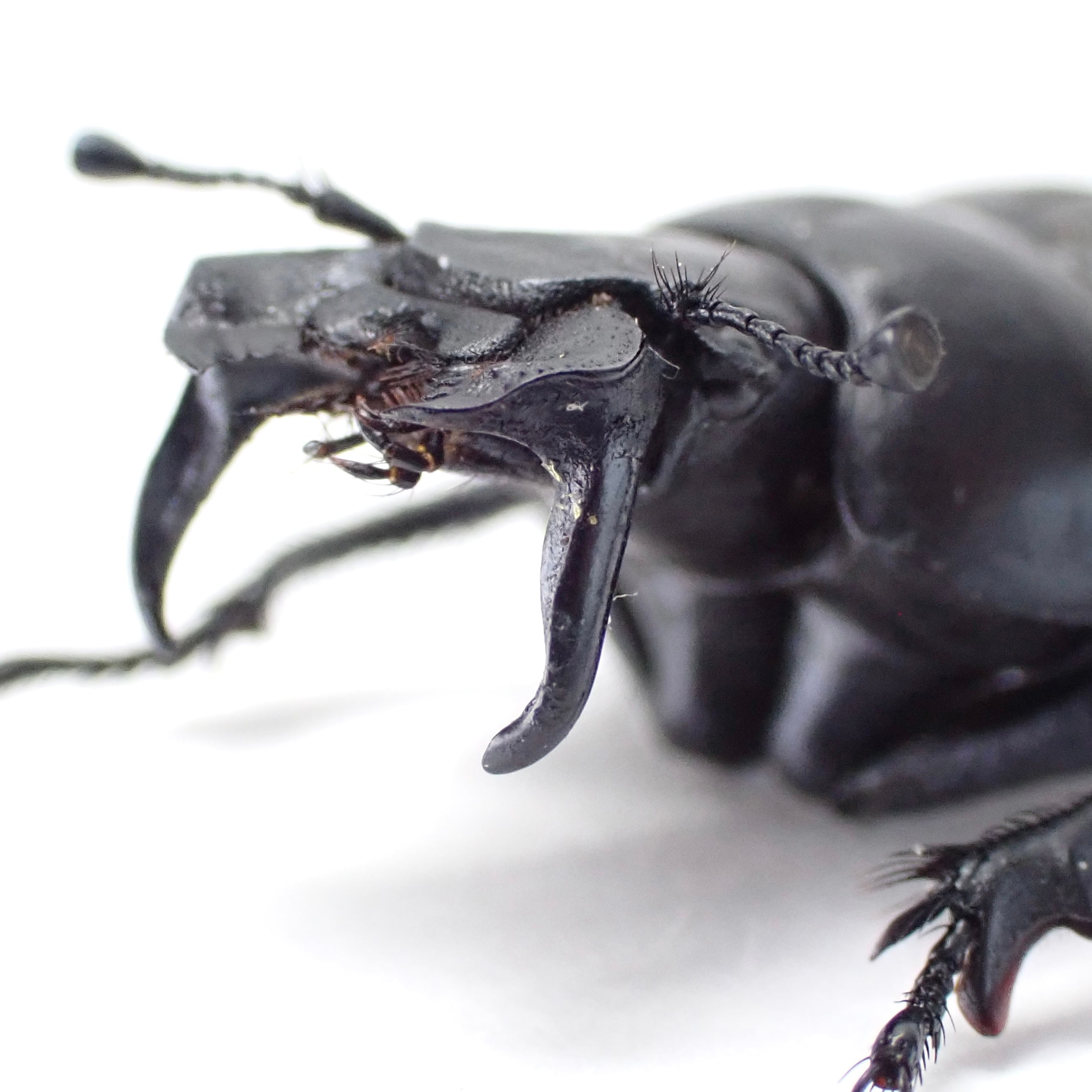 ウズベキスタン産 Lethrus bajsuntavicus ♂♀ 21mm/21mm | 昆虫標本