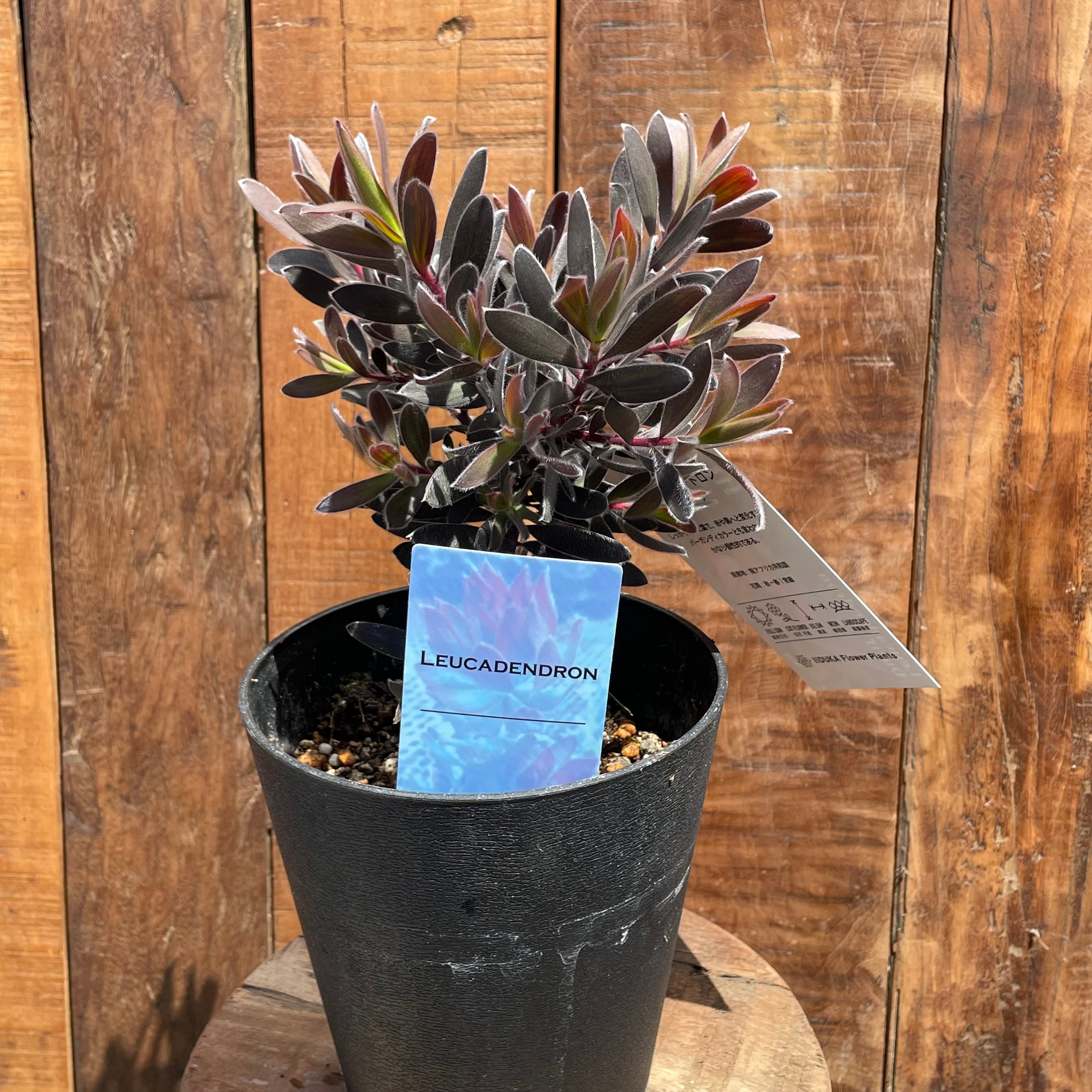 リューカデンドロン デュリフ② | 沼ノ上農園