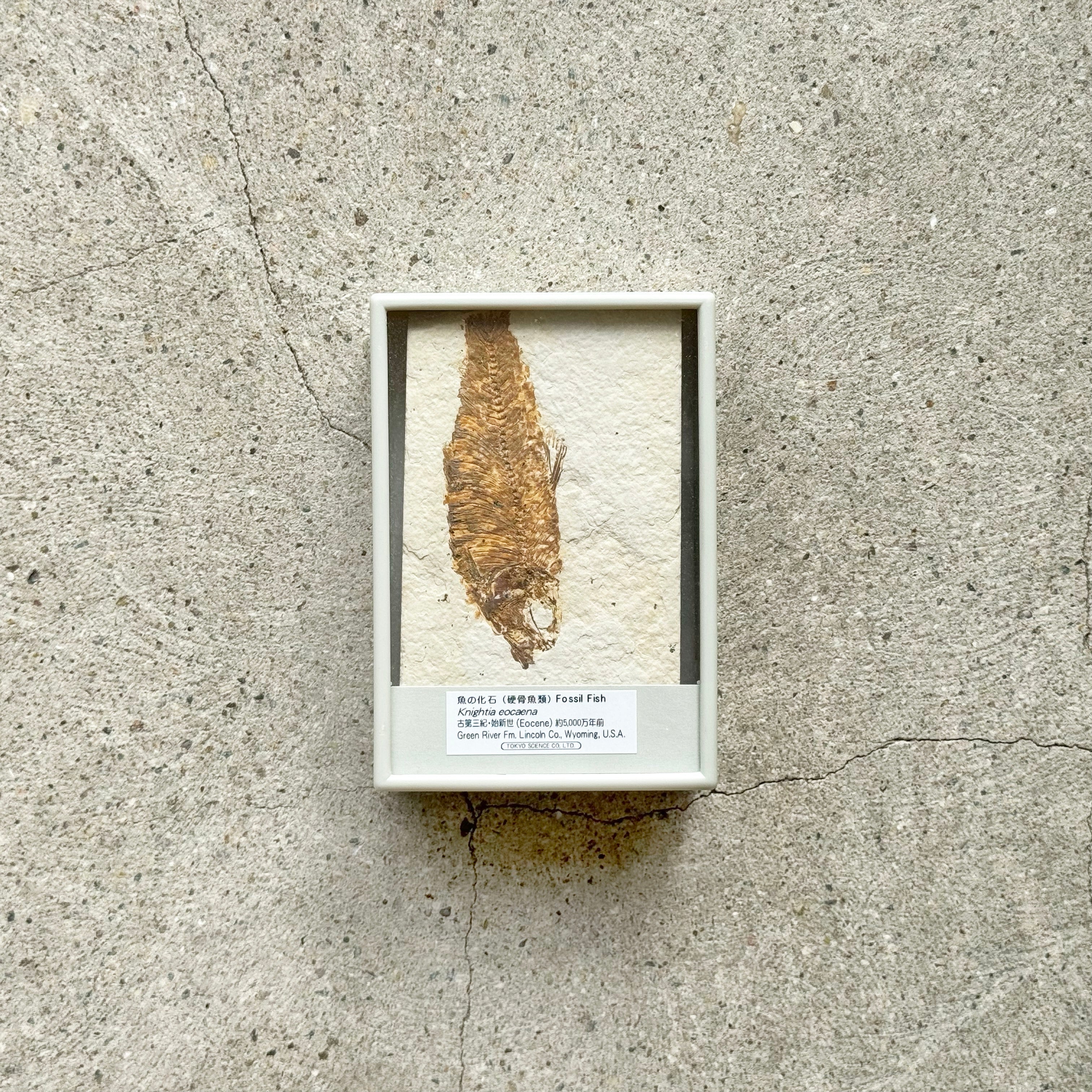 魚の化石(硬骨魚類) | TOYTOYTOY