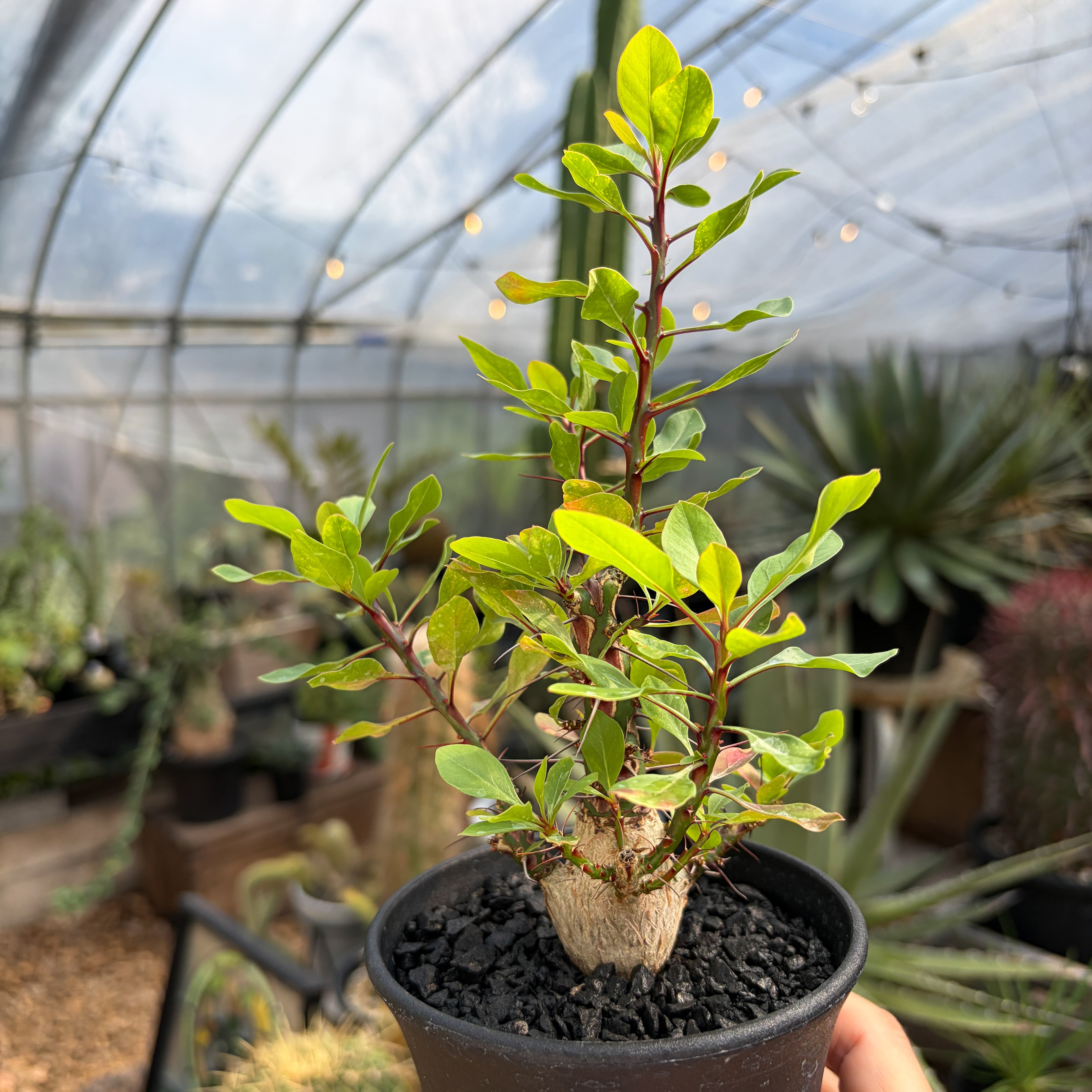 Fouquieria fasciculata【フォークイエリア・ファシクラータ・実生