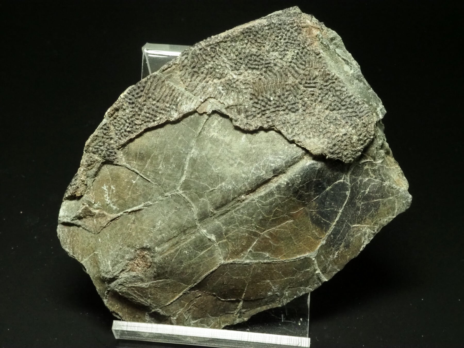 Placoderm / 甲冑魚 | 化石・隕石・鉱物の販売 JURASSIC