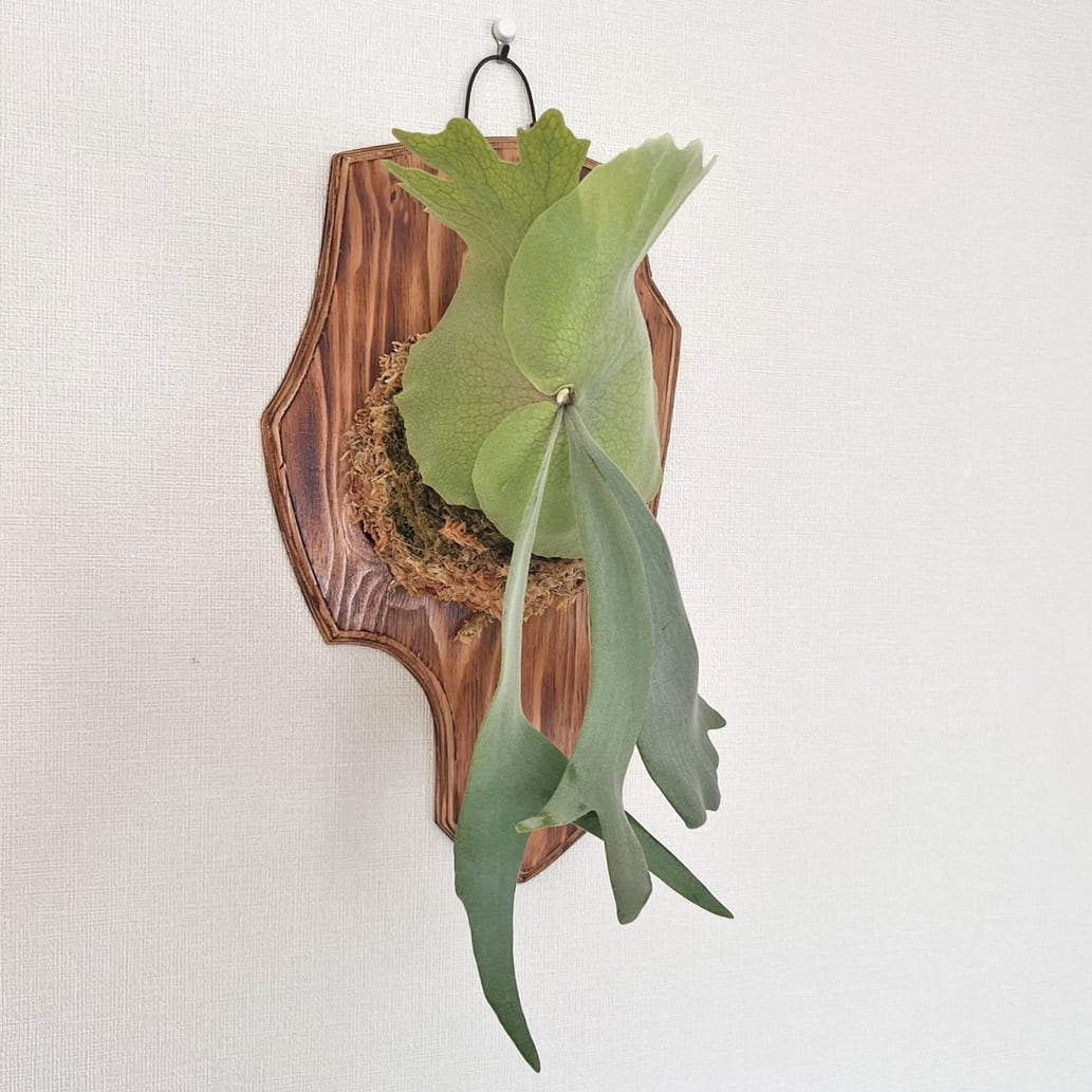 ビカクシダ ウィリンキー 板付 【観葉植物 室内 コウモリラン