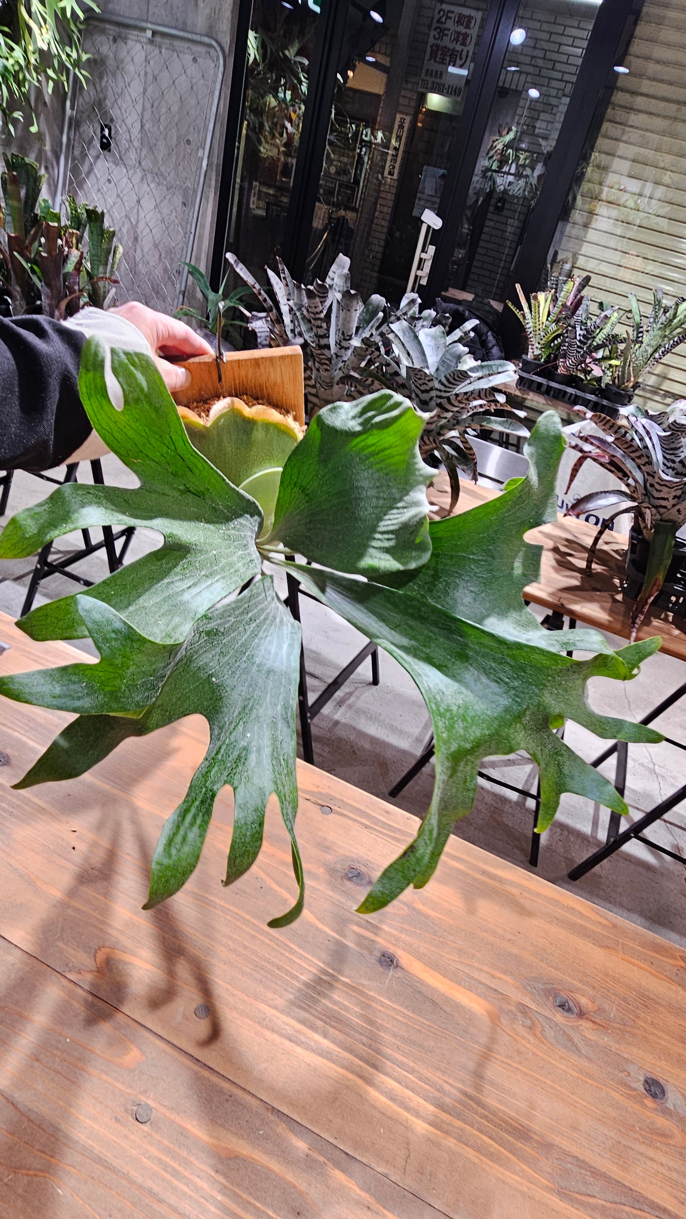 P. White gizmo【artPLANTs/PLANTS GARAGE】 ビカクシダ/Platycerium