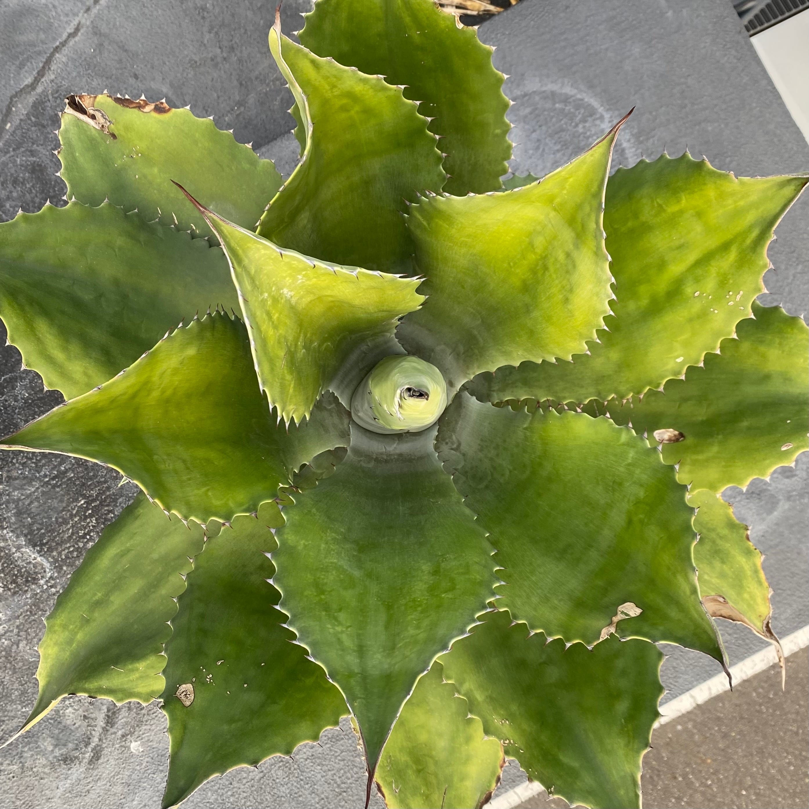 アガベ リップルエフェクト 子株 アガベリップルエフェクト子株②