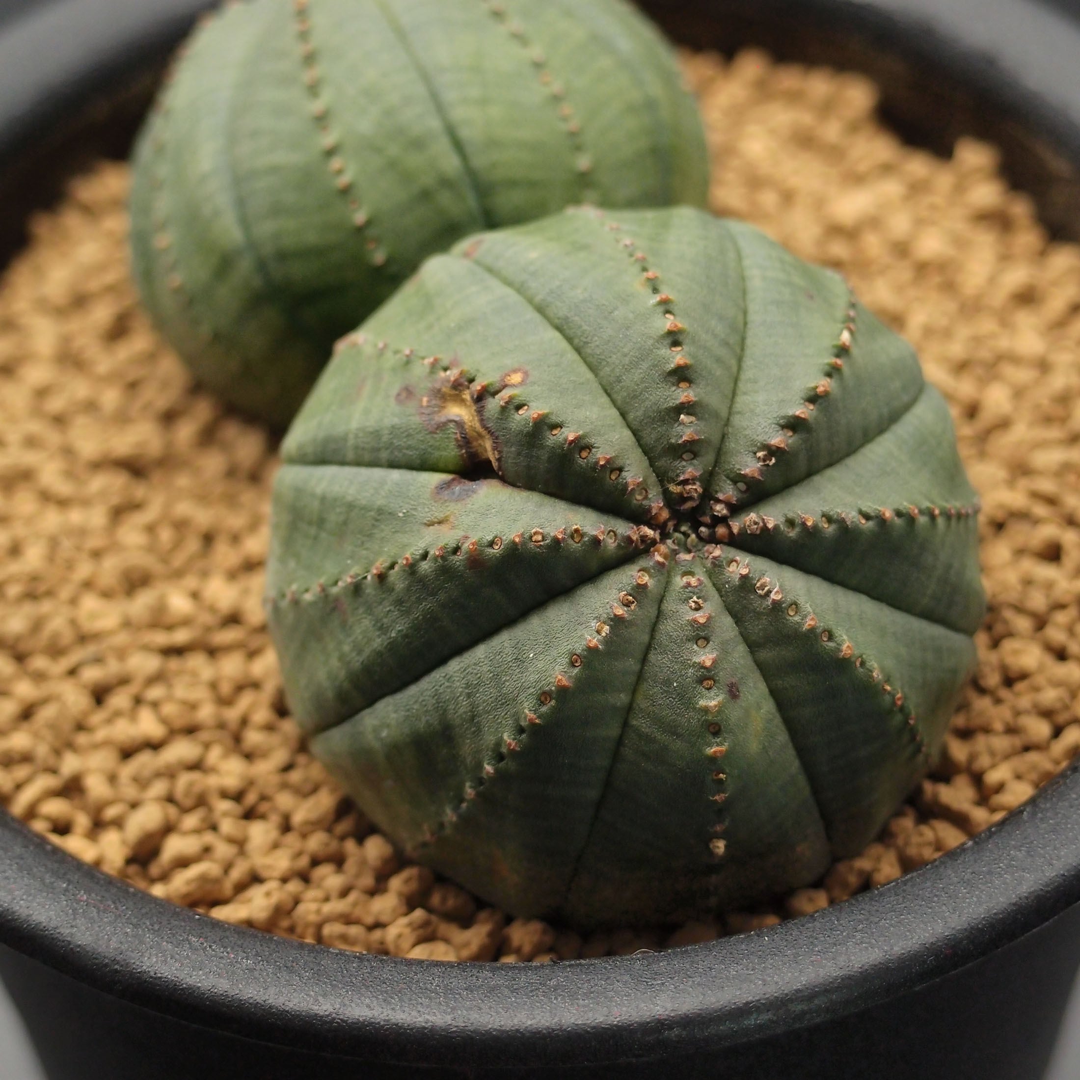 オベサ ダブル・ヘッド (2301_10oldd_03)：ユーフォルビア属 ※実生