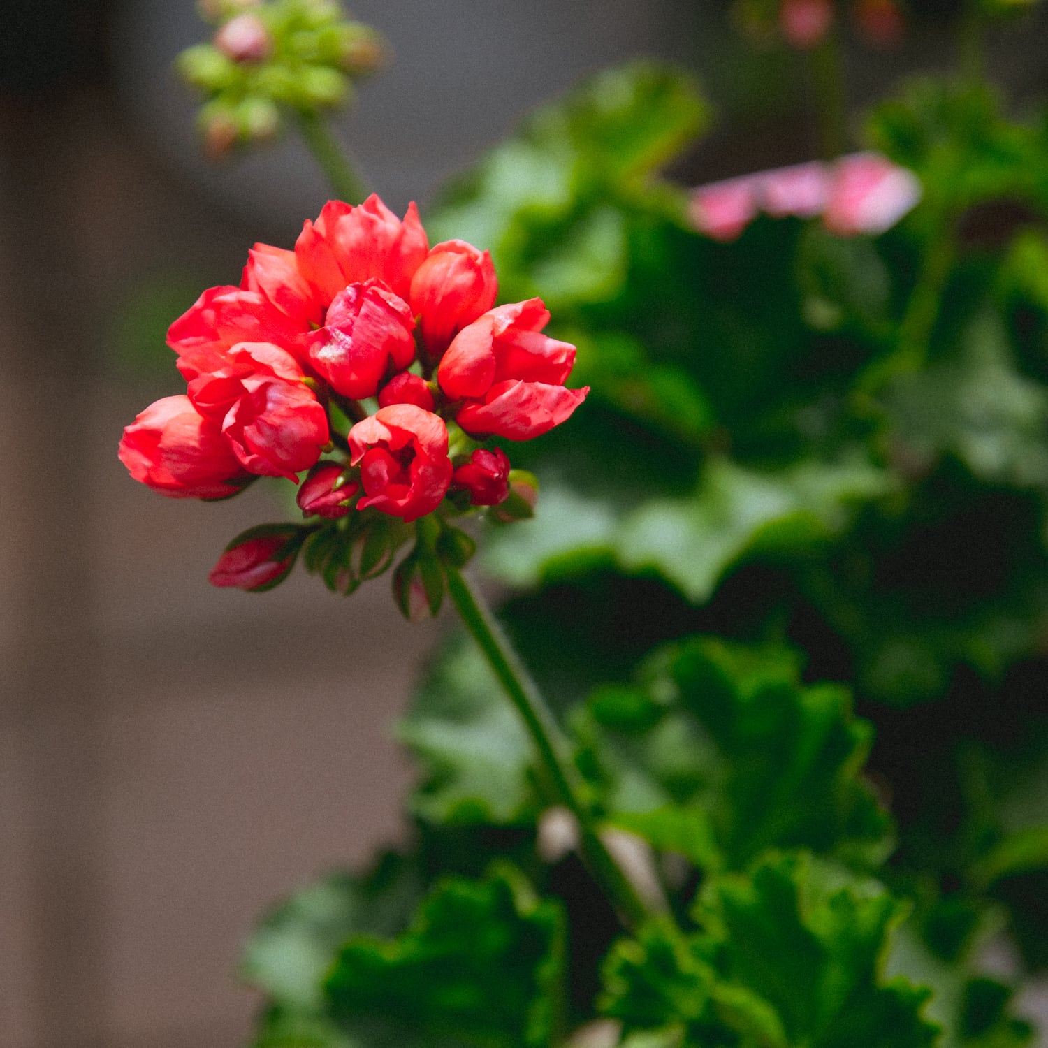 チューリップ ゼラニウム○チェリーパンドラ 非耐寒性 多年草 4号 母の