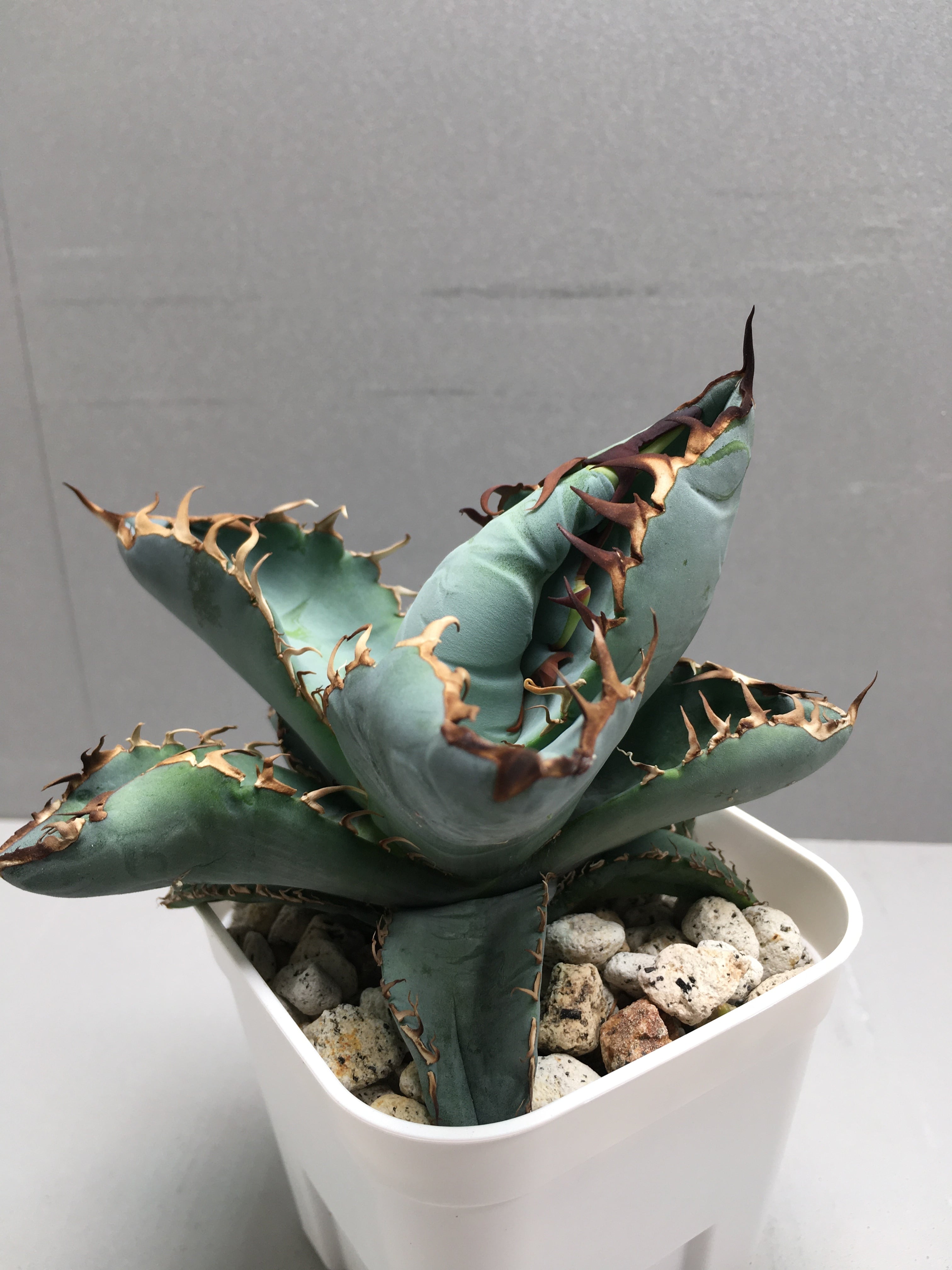 オアハカ アガベ 現地 オアハカ アガベ 現地 珍奇植物の聖地、メキシコ