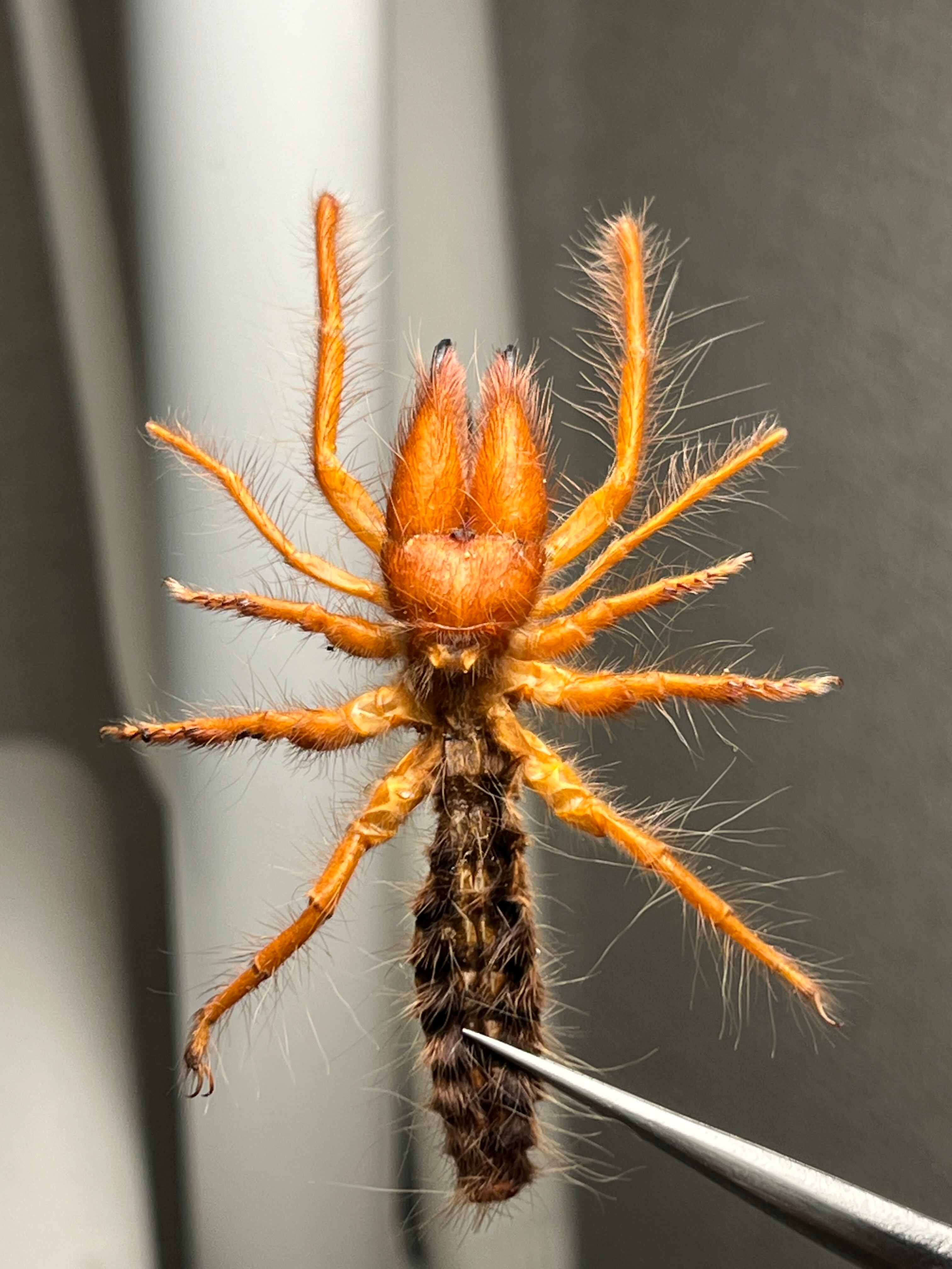 黄金比】ブラッドレッドヒヨケムシ Dinorhaxウデムシ 奇蟲標本 標本