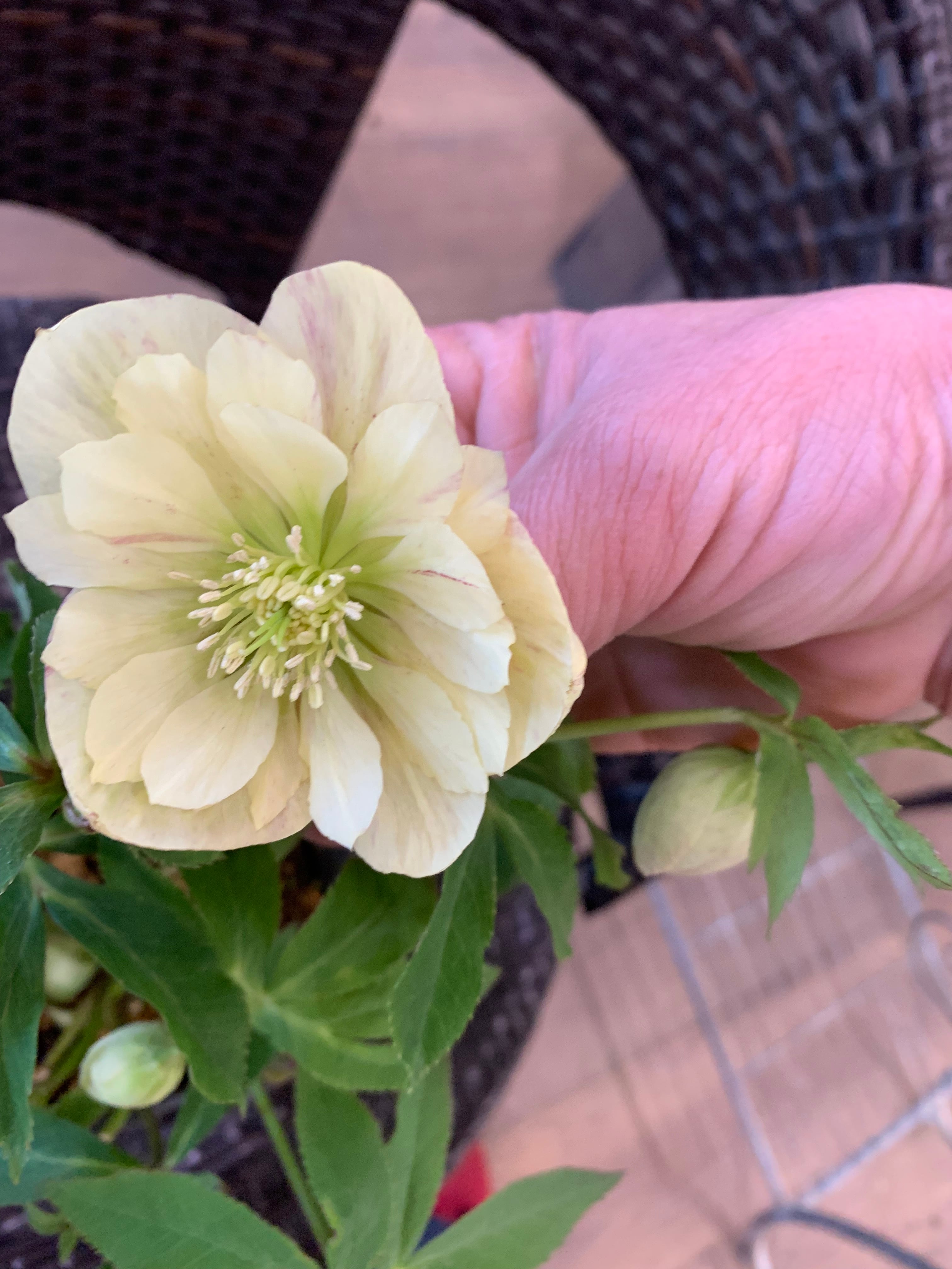 希少‼️④加藤農園さんのプレミアムクリスマスローズ 和風彩色絞り