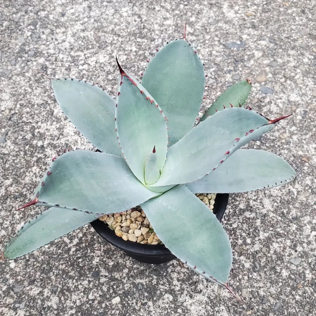 アガベ パリートランカータB 実生株 約25cm 特選株】アガベ・パリー