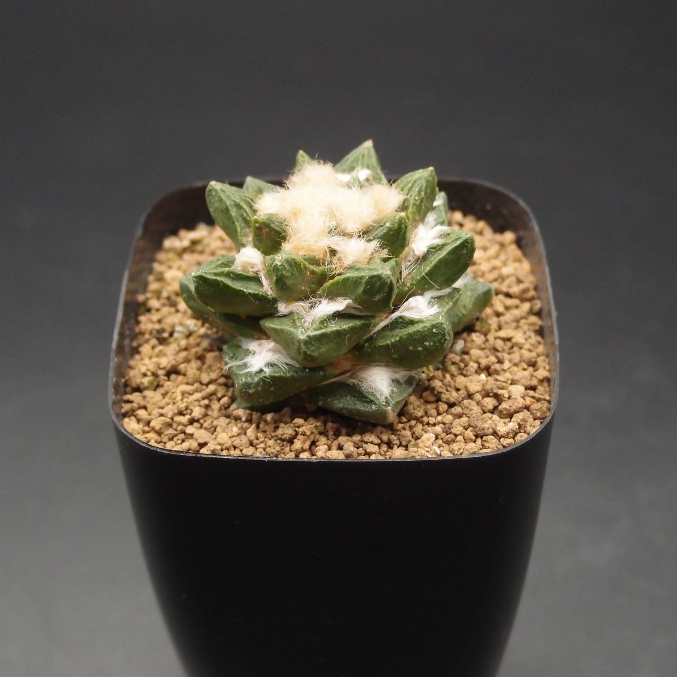 亀甲牡丹ヒントニー (B02)：アリオカルプス属 ※実生 | 万緑 BAN RYOKU