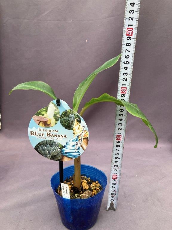 バナナ【アイスクリームブルーバナナ】4号 | 日本ライン花木センター