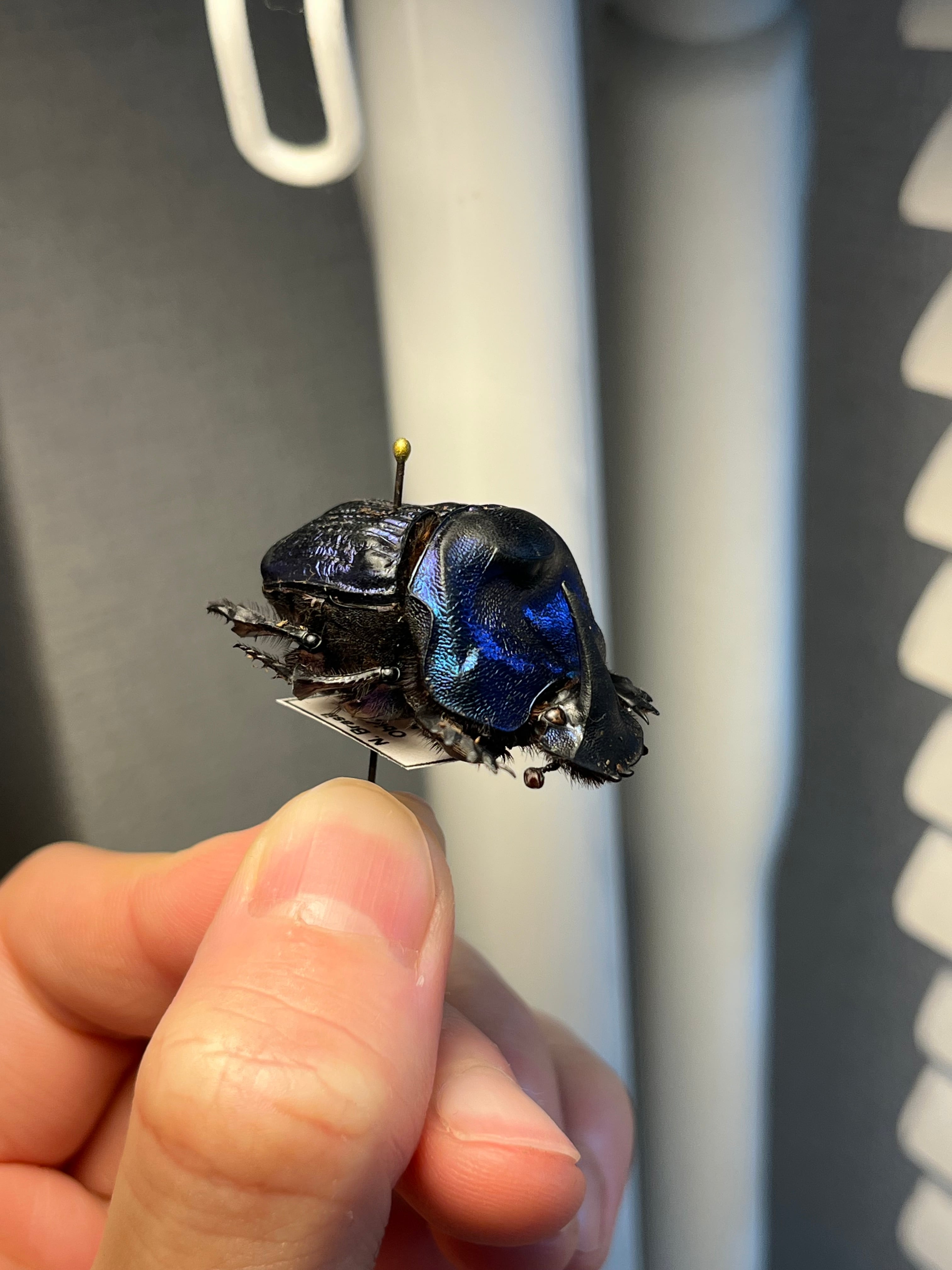 36mm♀】ランキフェルオオニジダイコクコガネ ランキフェール昆虫標本