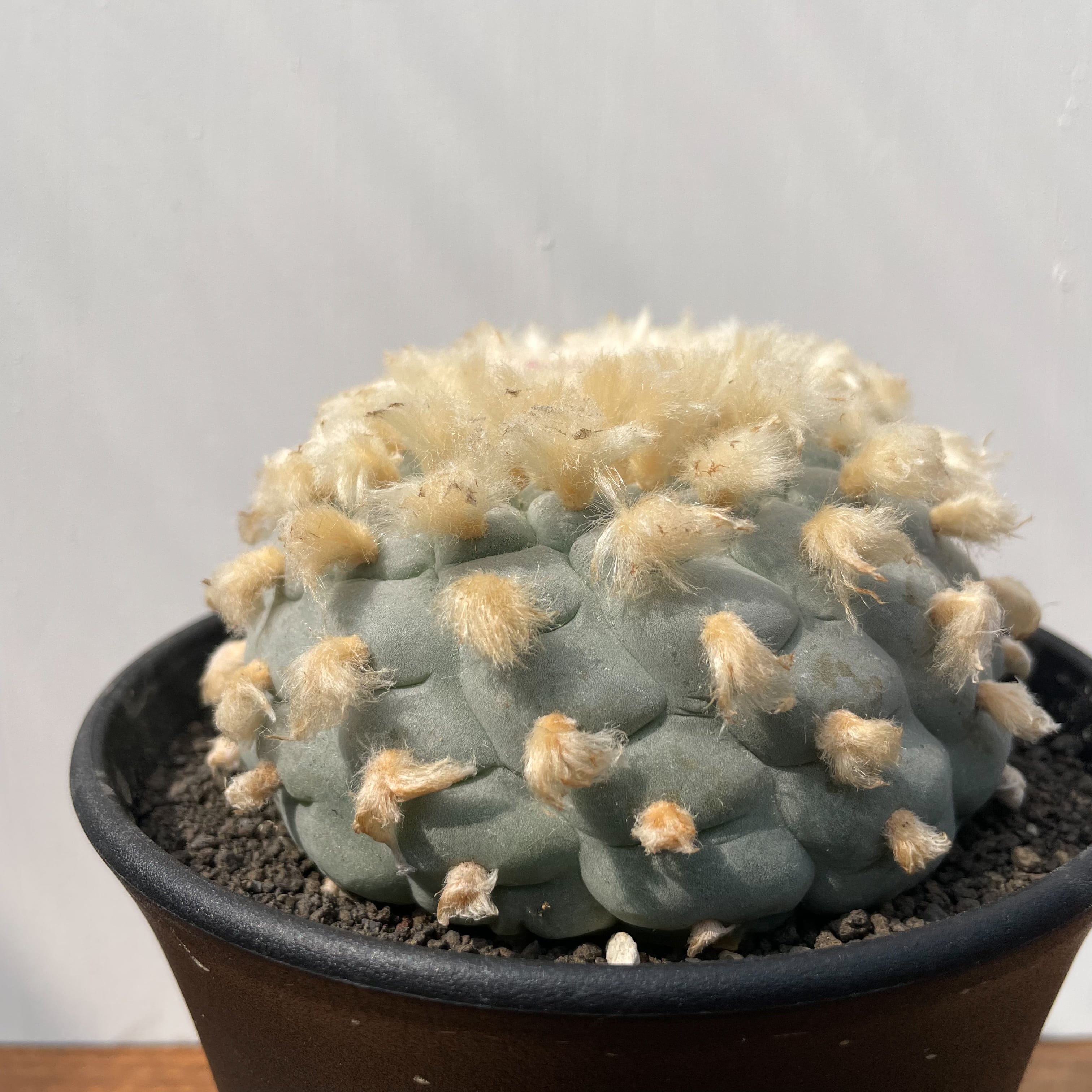 銀冠玉 群生 実生