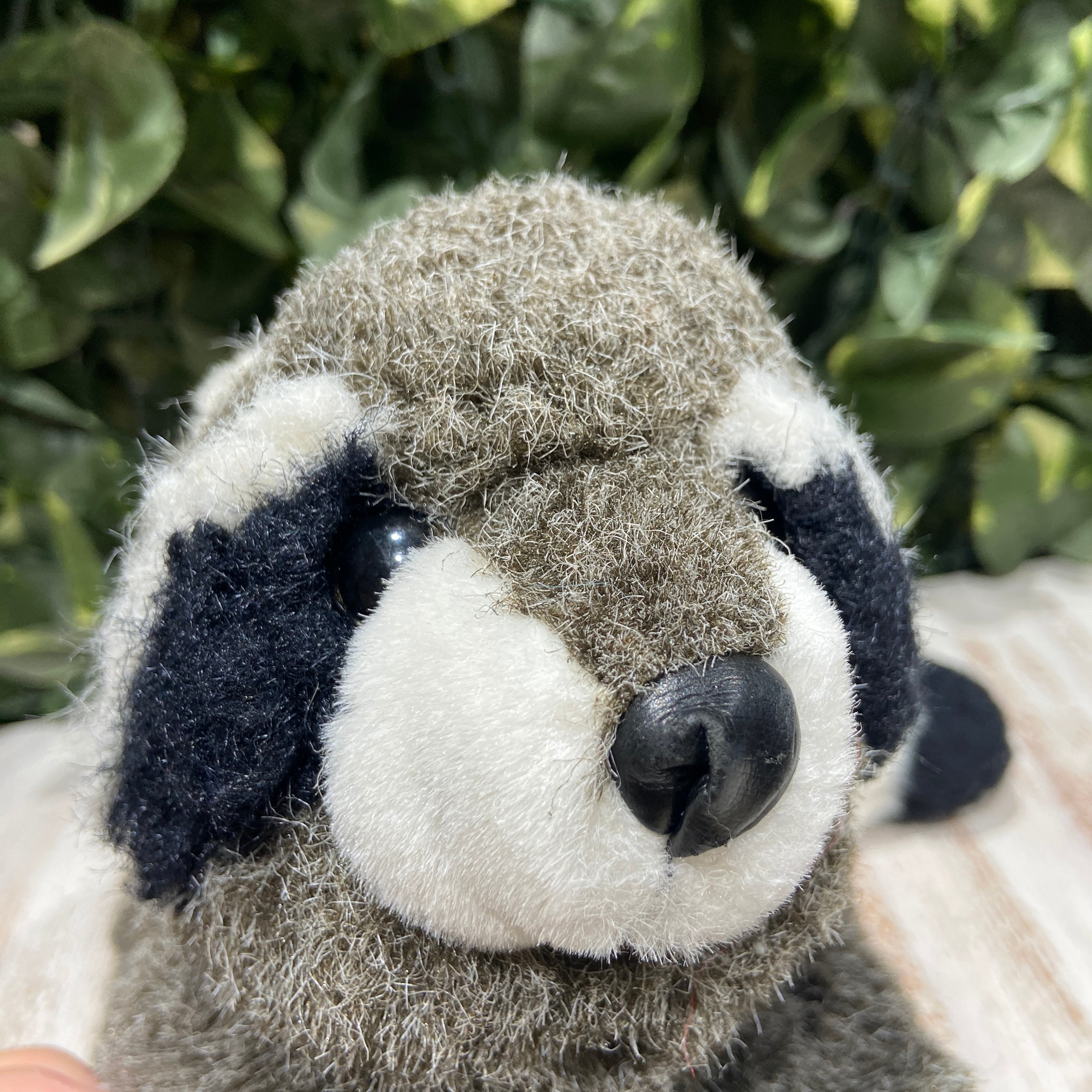 ☆うつぶせ姿勢のあらいぐまちゃん☆白黒しっぽ☆80s☆Westcliff