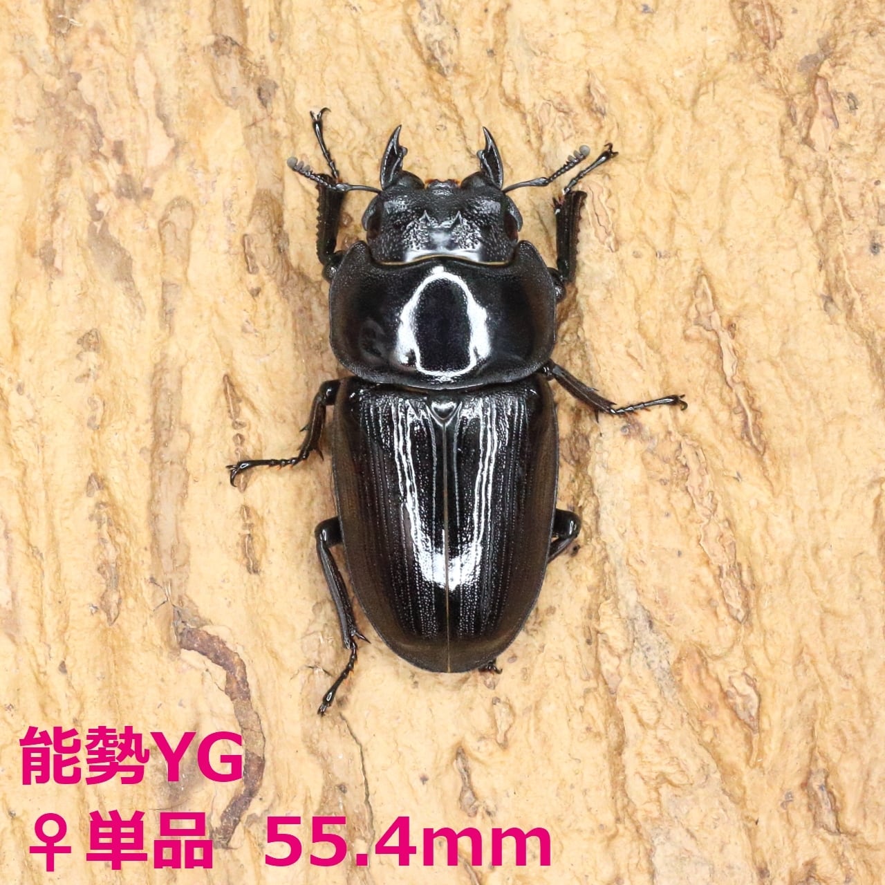 オオクワガタ89.5mm 能勢産 YG血統 昆虫標本用として オオクワガタ89.5