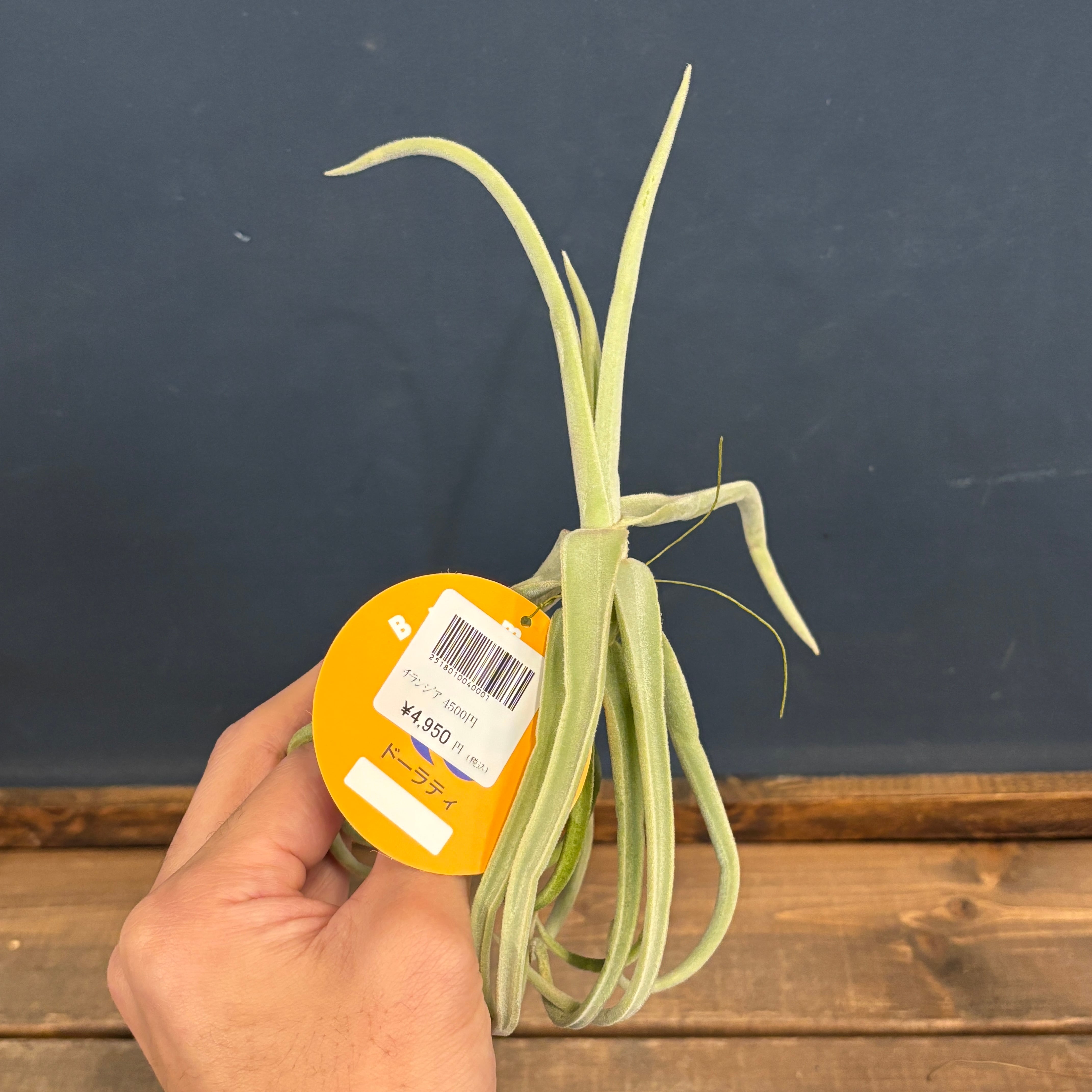 チランジア ドゥラティ（ドーラティ）【801】 | PROTOLEAF プロトリーフ