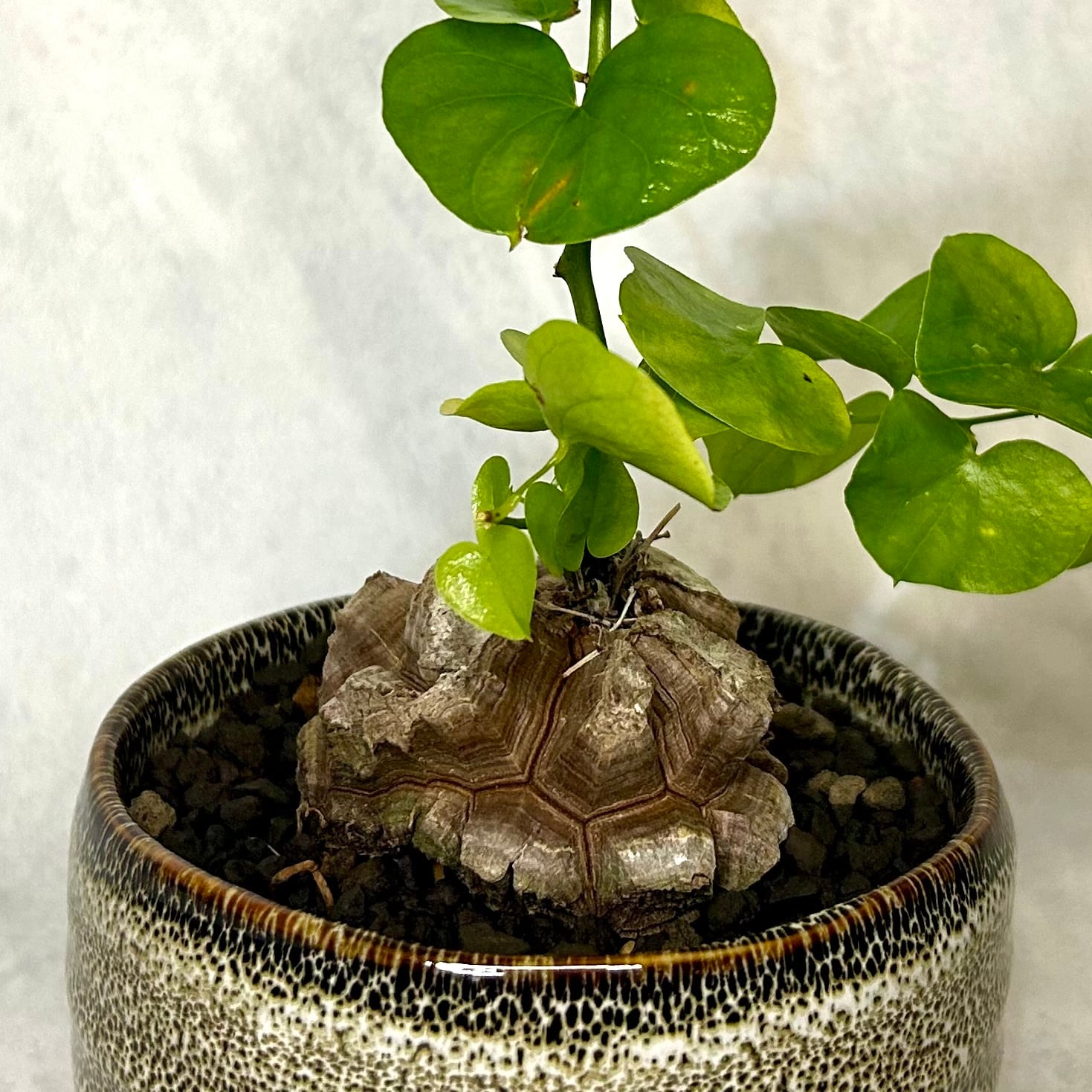 亀甲竜 (鉢入り) 5cm越え バキボコ割れ ディオスコレア 塊根植物 | PLARE