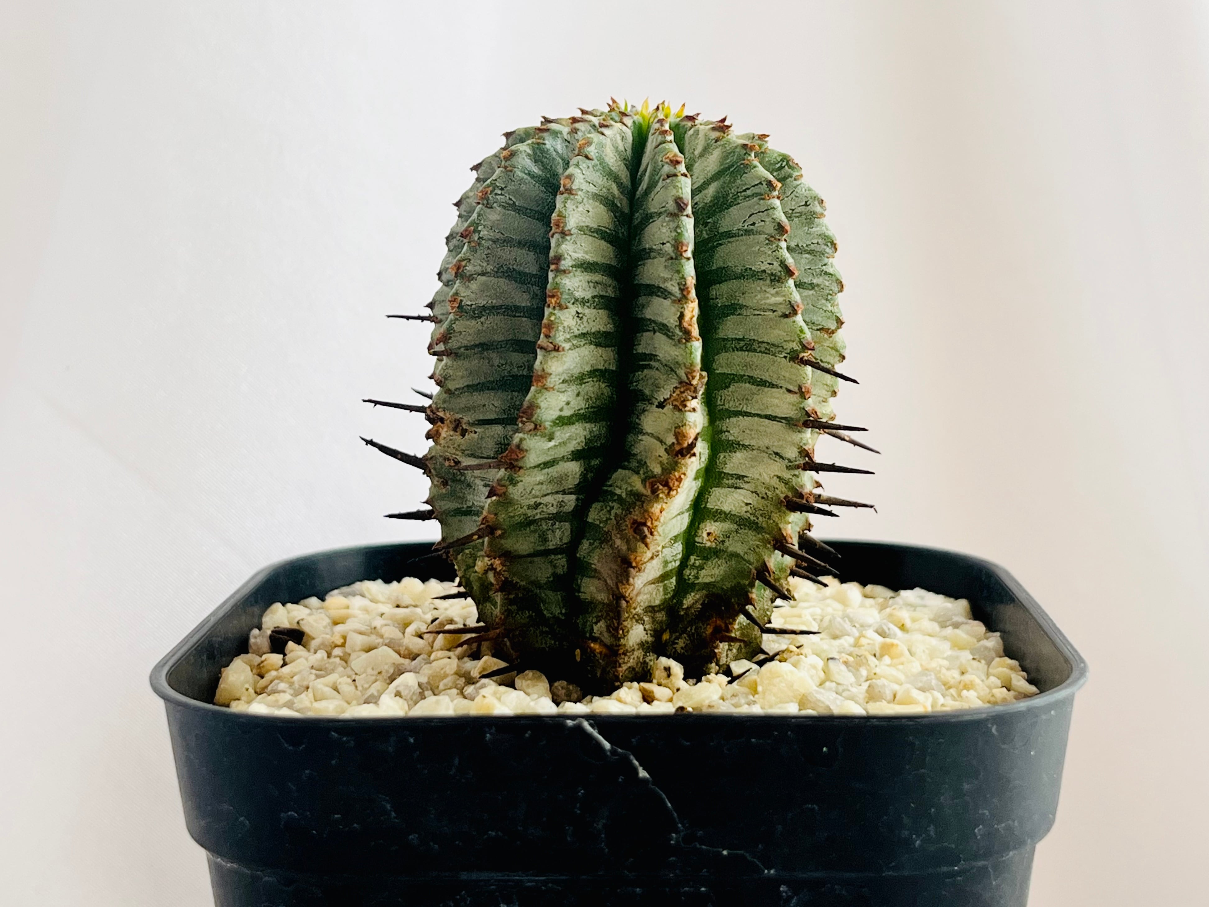 Euphorbia Horrida ユーフォルビア 宇田ゼブラホリダ 多肉植物