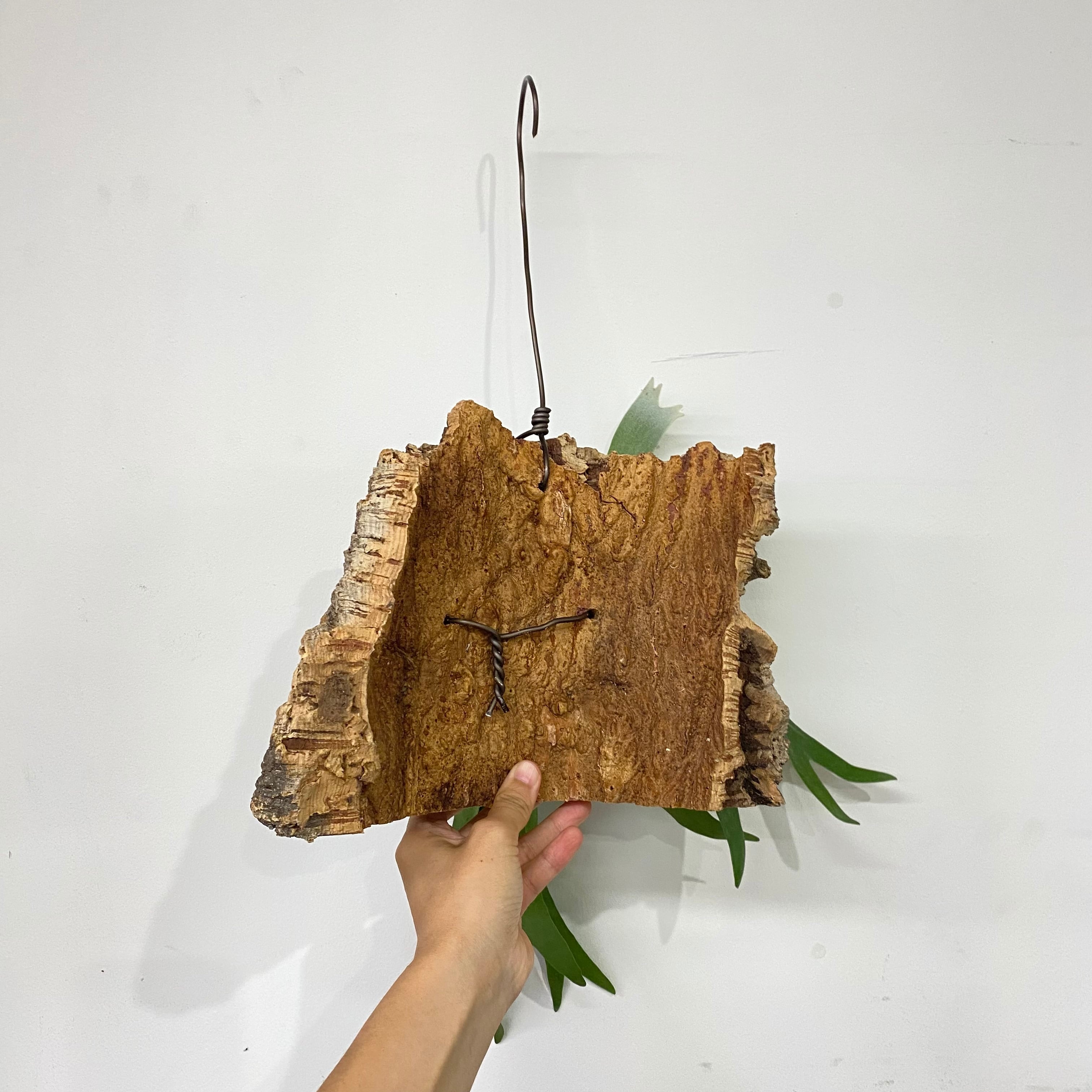 コルク付け ビカクシダ コウモリラン ネザーランド | nikaibu