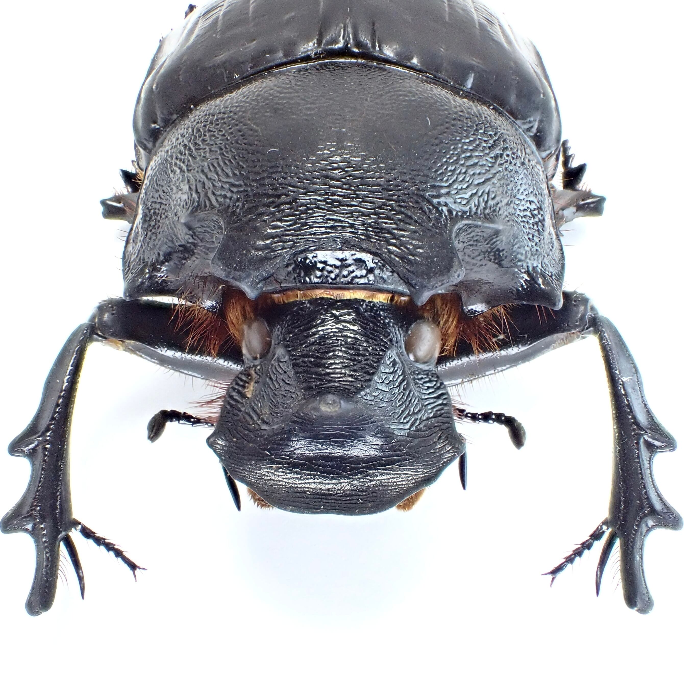 タンザニア産 Heliocopris pirmal ♂ 51mm XL | 昆虫標本 Diggers