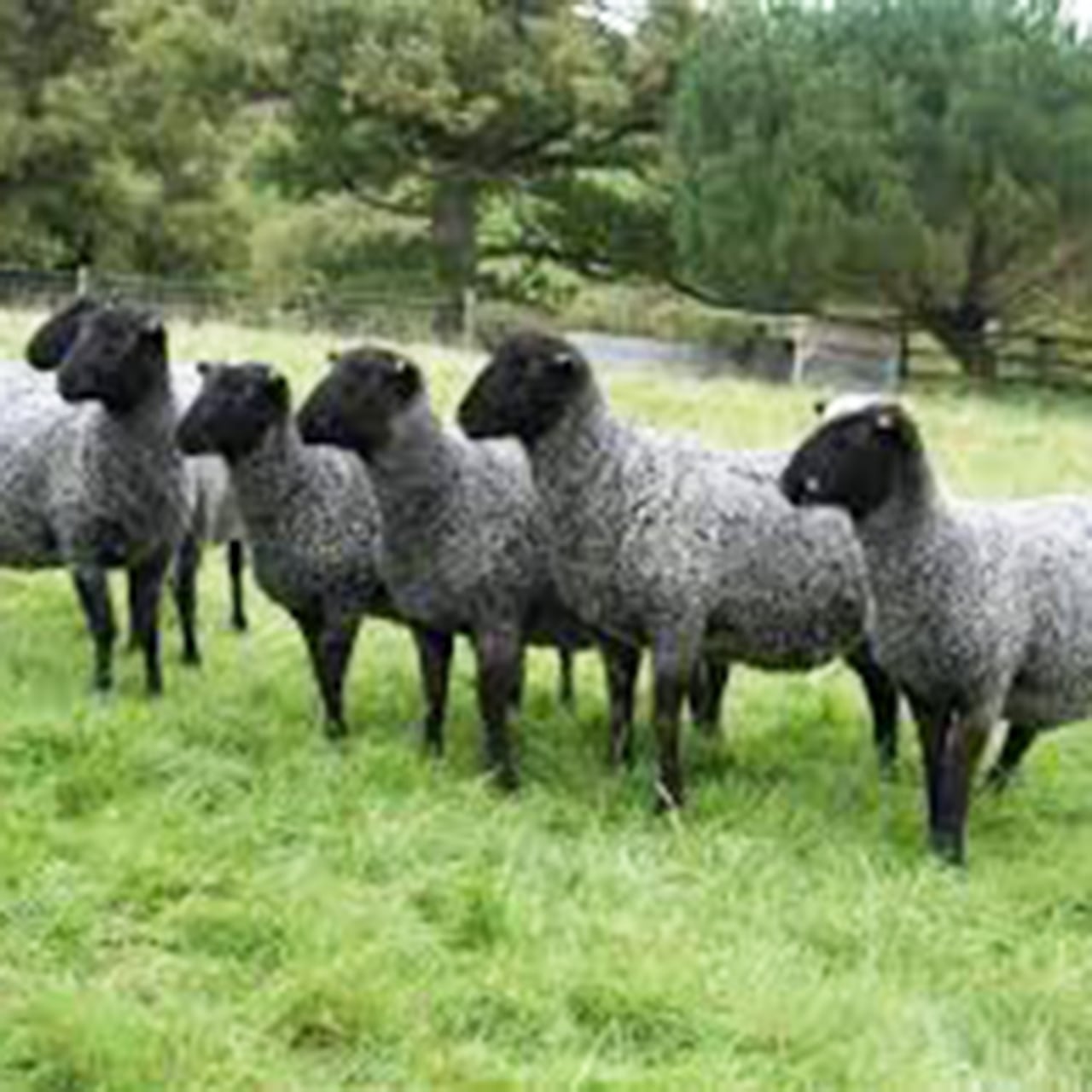 ゴットランドシープスキン ラグ プレミアム | アトマダ寝具店