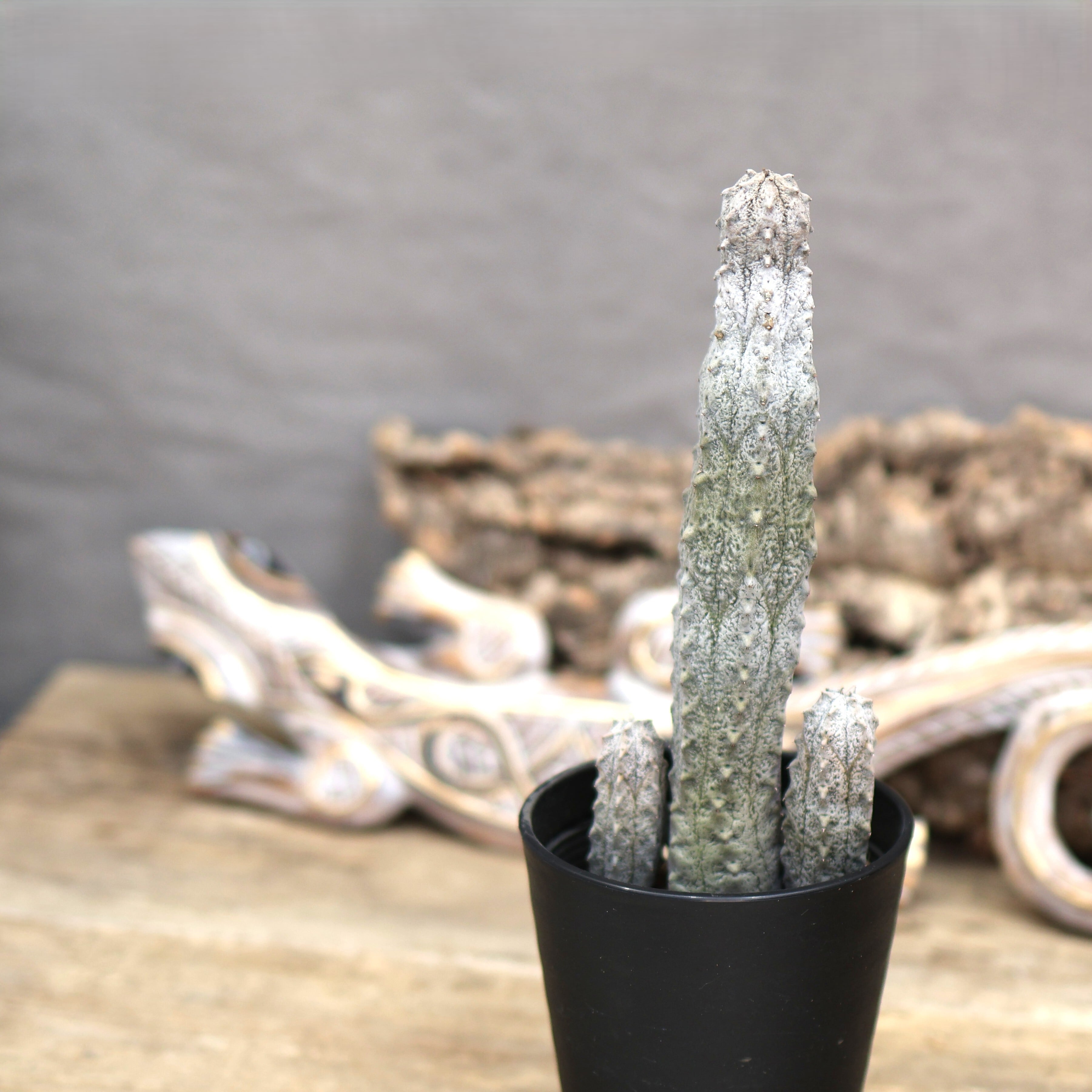 139『ユーフォルビア アブデルクリ 群生』＿観葉植物【送料無料