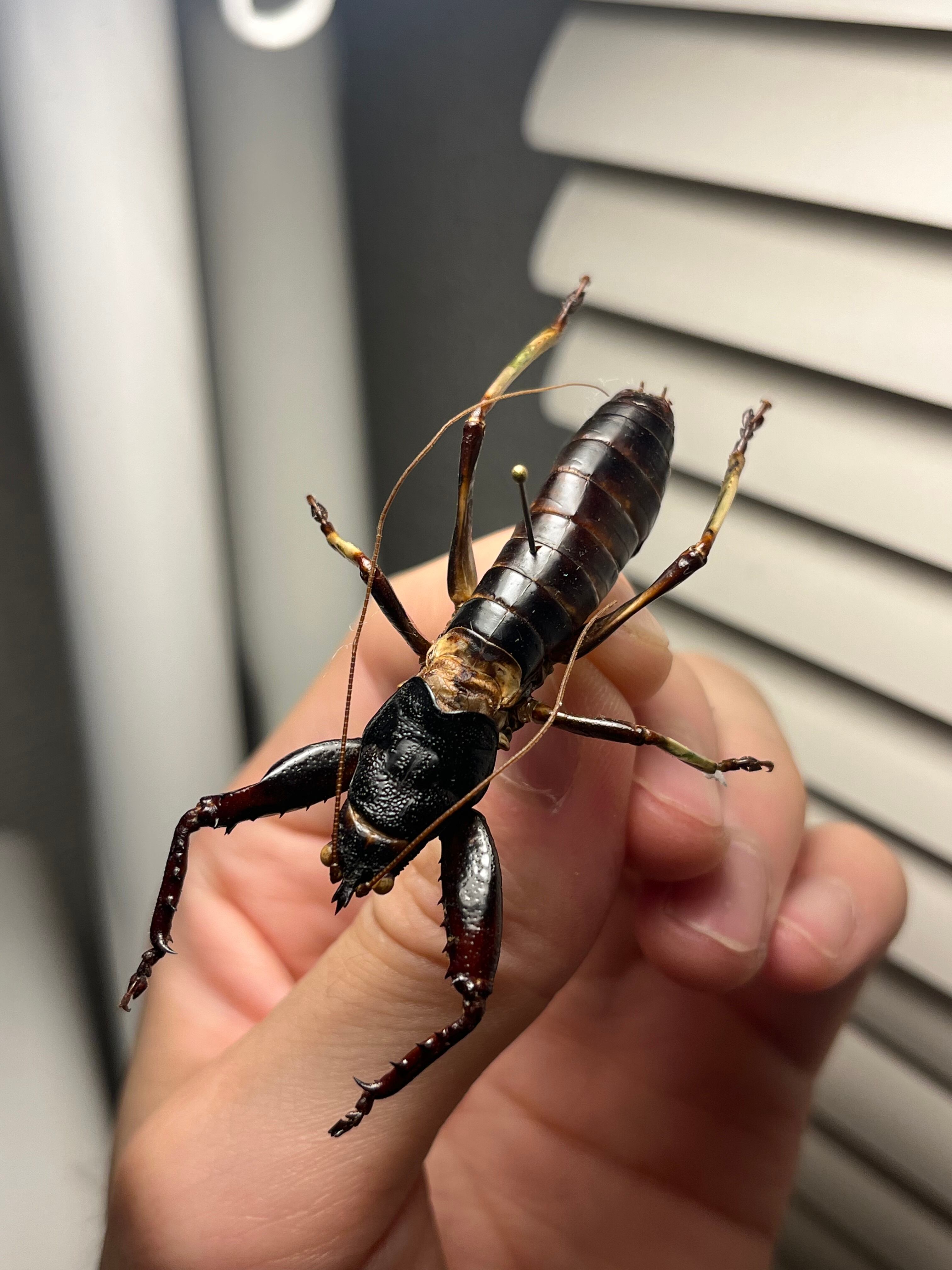 53mm♂】マッチョキリギリス コロギス リオック ロブスターキリギリス