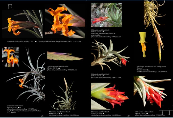 World o Tillandsia Jan Maruska著 送料無料】WORLD OF TILLANDSIAS