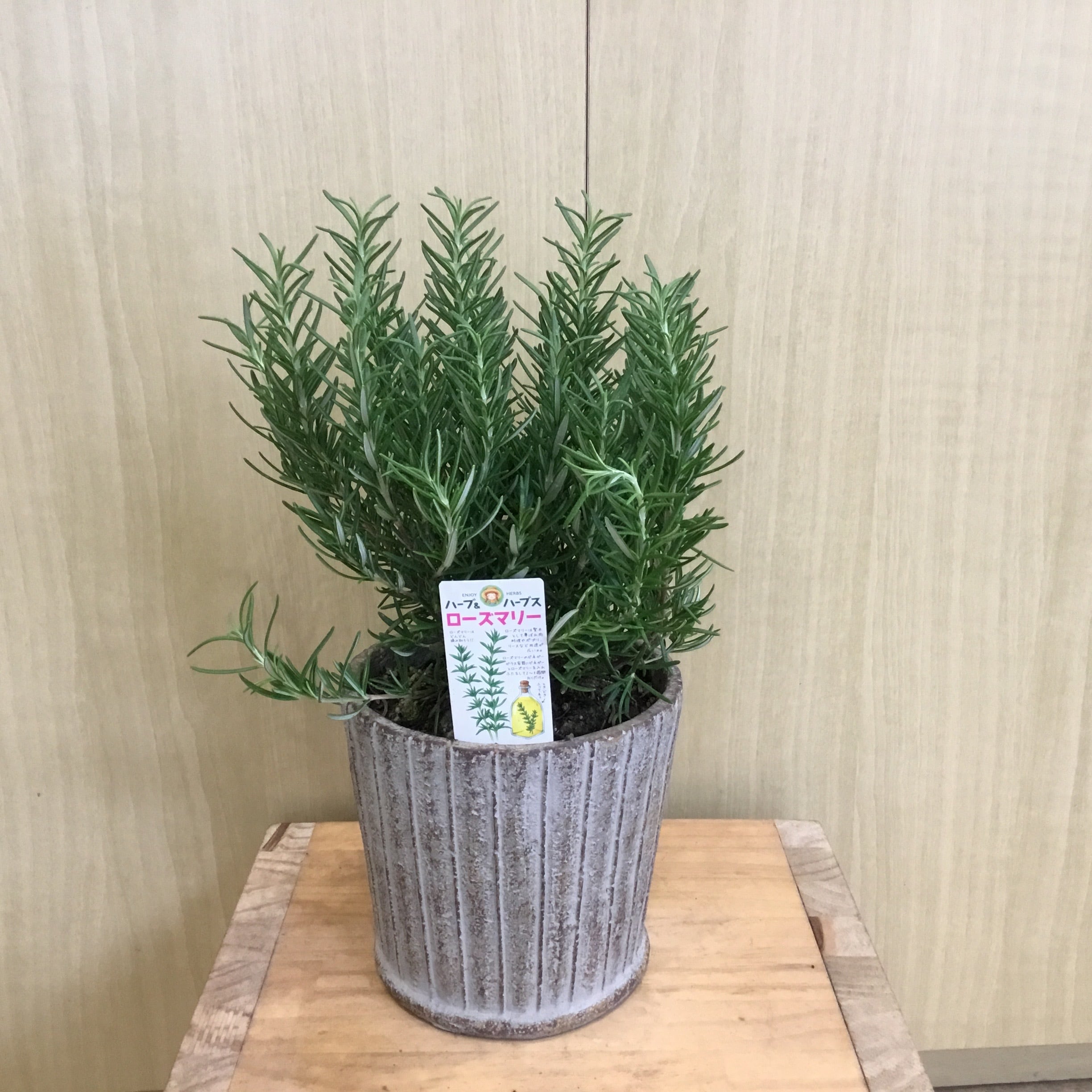 ローズマリー 5号鉢 | 趣味の園芸と陶器山竹