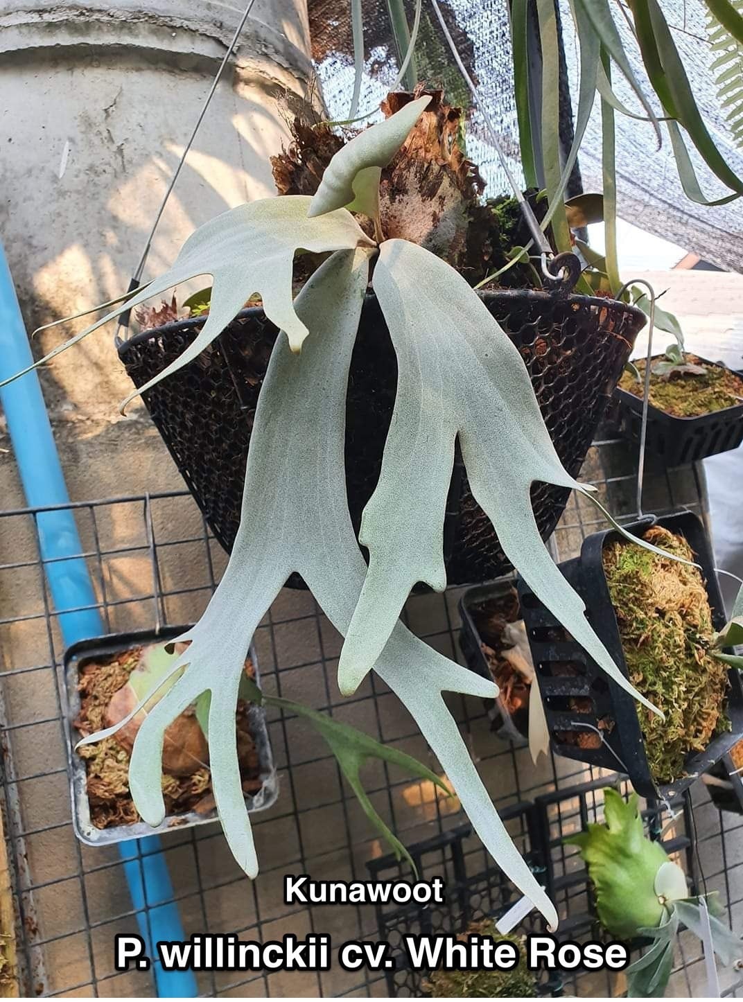 P.Willinckii cv. White Rose【artPLANTs】ビカクシダ/Platycerium