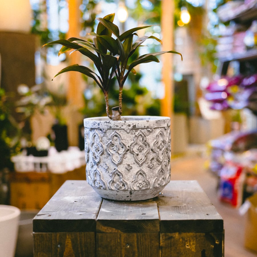 VALIEM S 植木鉢 陶器鉢③ バリエムvaliem 植木鉢鉢