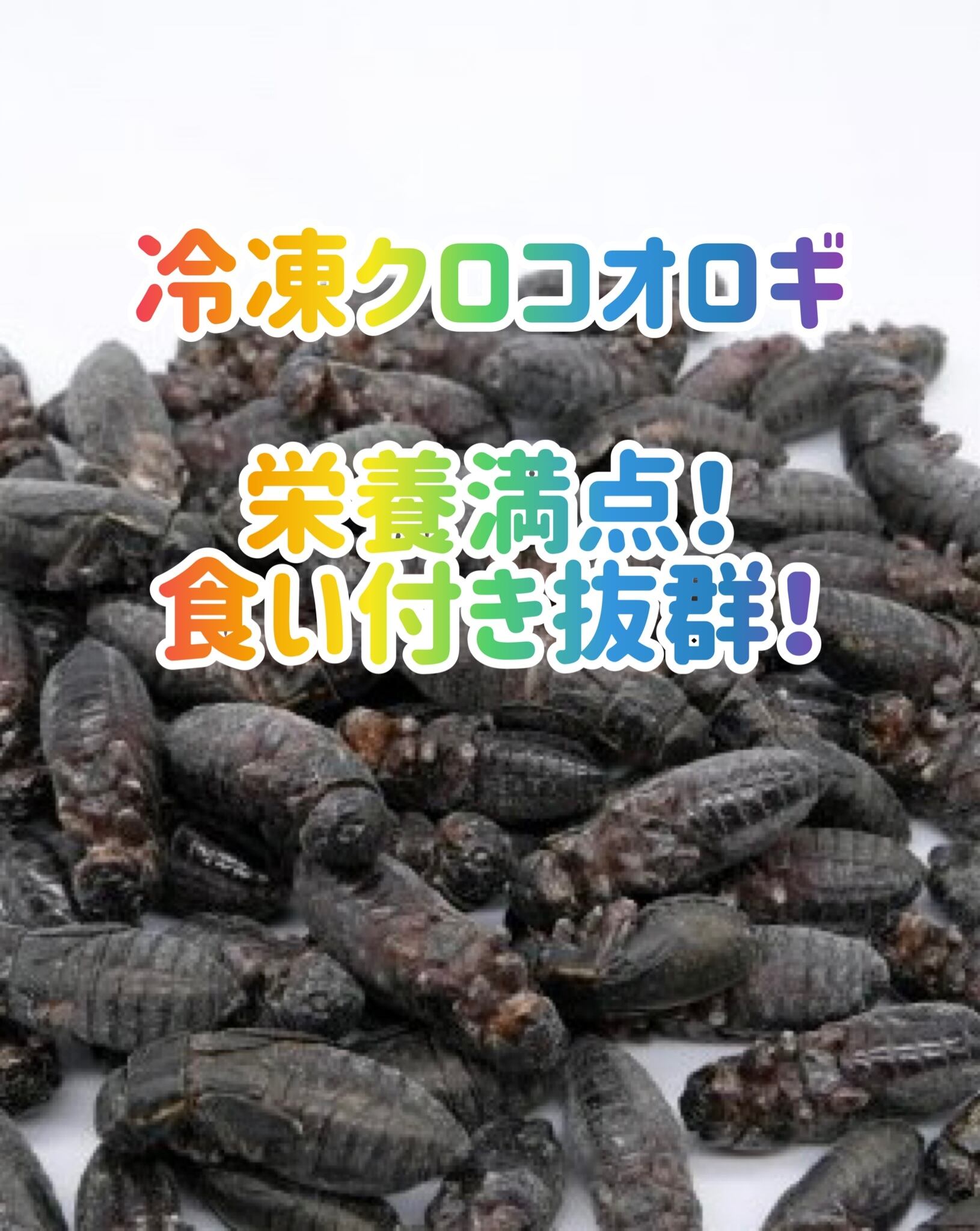 冷凍クロコオロギ 1kg メガサイズ約1000匹 | Coco Colors