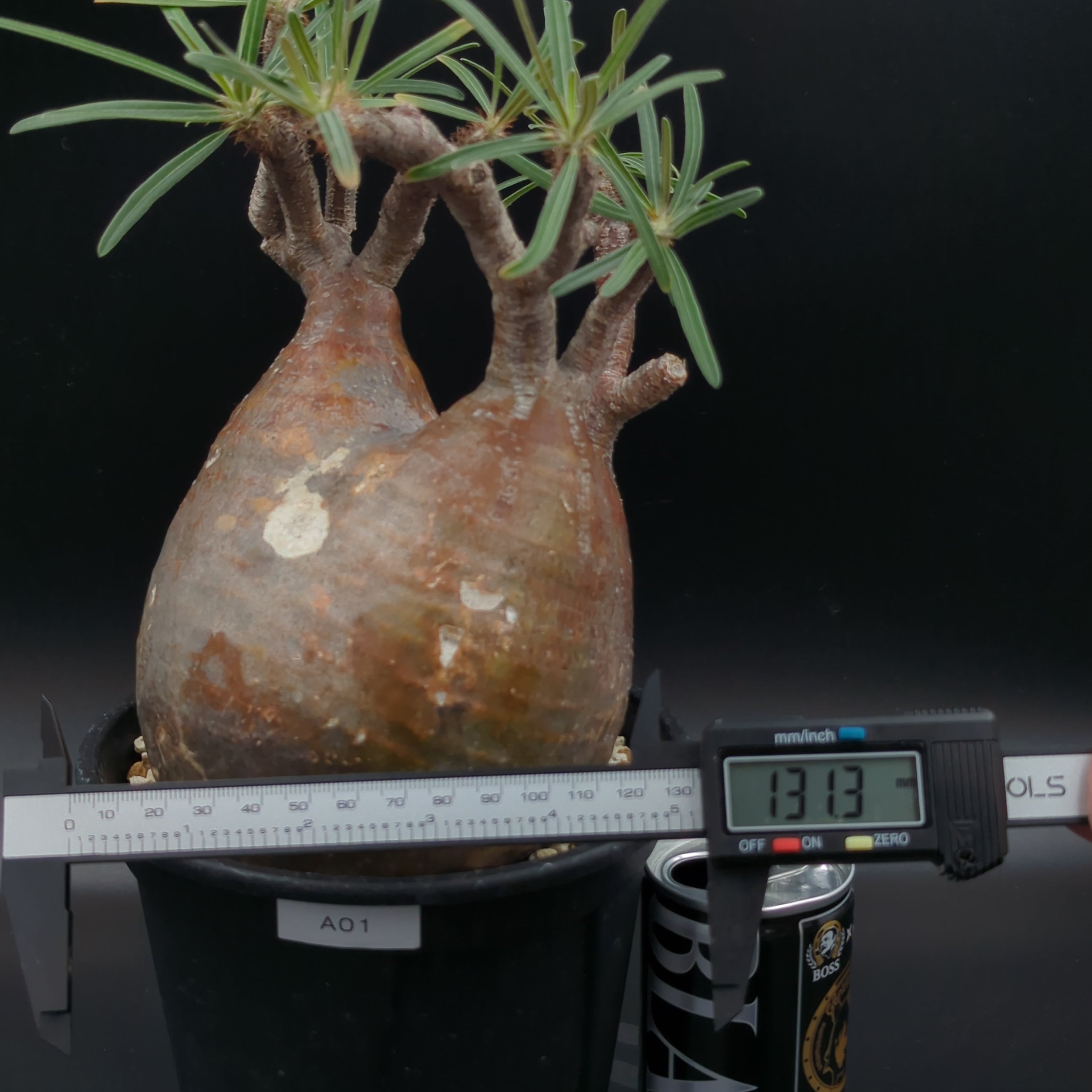 発根済】【現地球】パキポディウム グラキリス | BRIDGE GARDEN