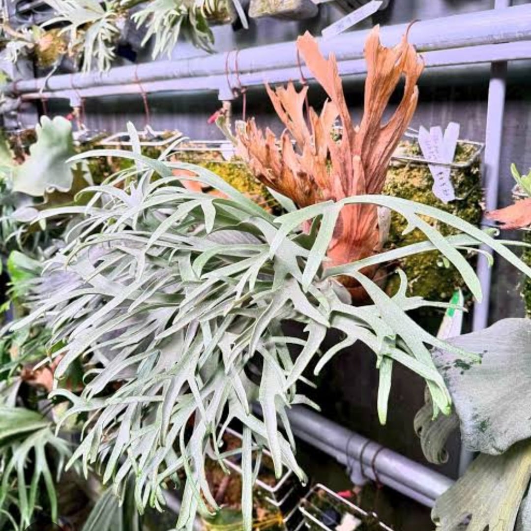 P.willinckii Tsukiyo Sporelings【artPLANTs/PLANTS GARAGE